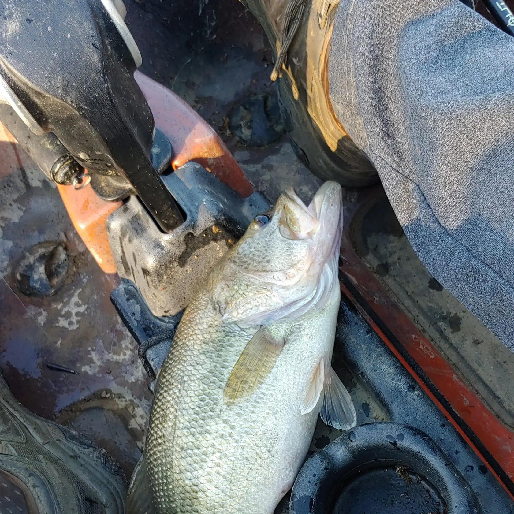 North Carolina's Tuckertown Lake bass fishing