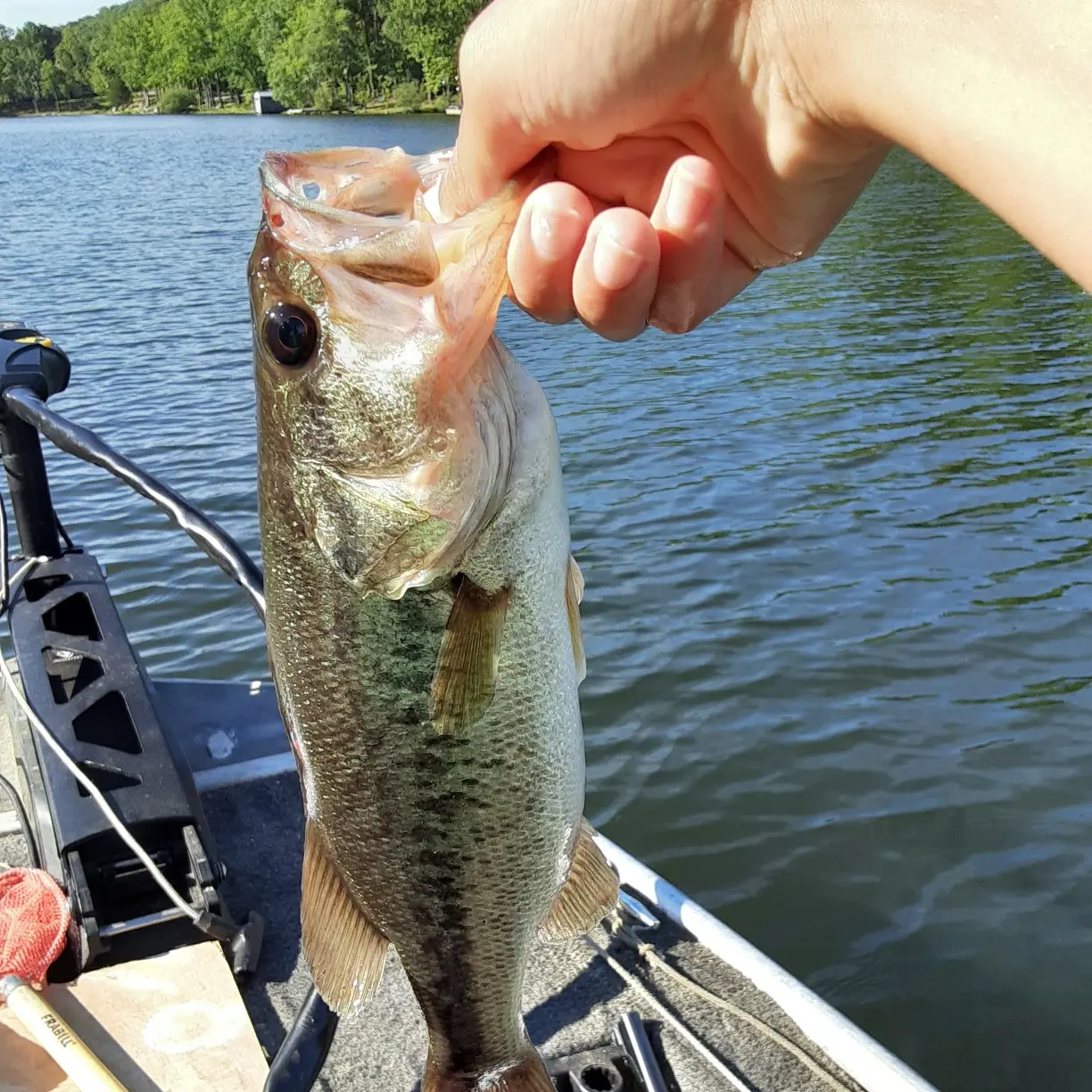 ᐅ Pittman Lake fishing reports🎣• Ravenna, OH (United States) fishing