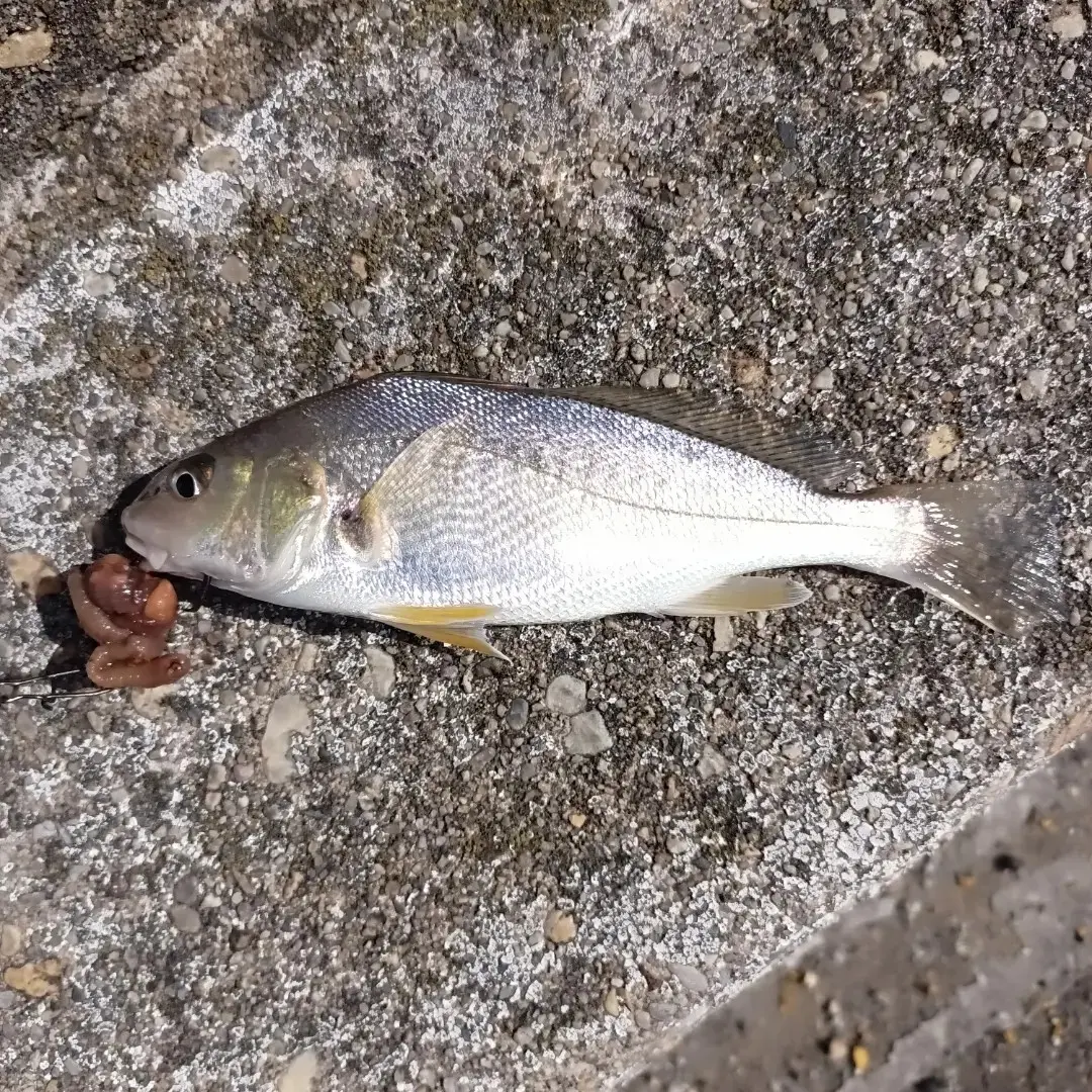 Bill Burton Fishing Pier fishing reports Cambridge fishing