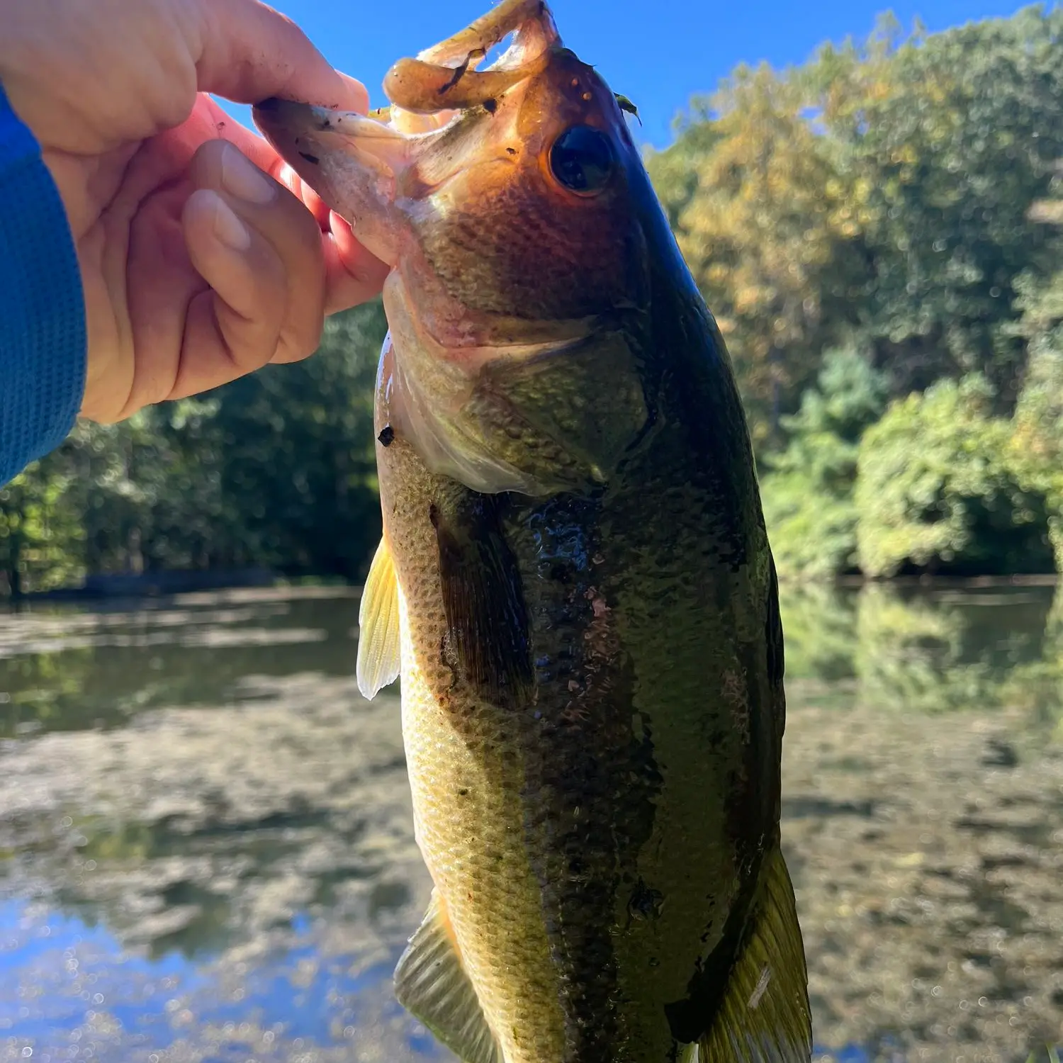 ᐅ Burnett Brook fishing reports🎣• Randolph, NJ (United States