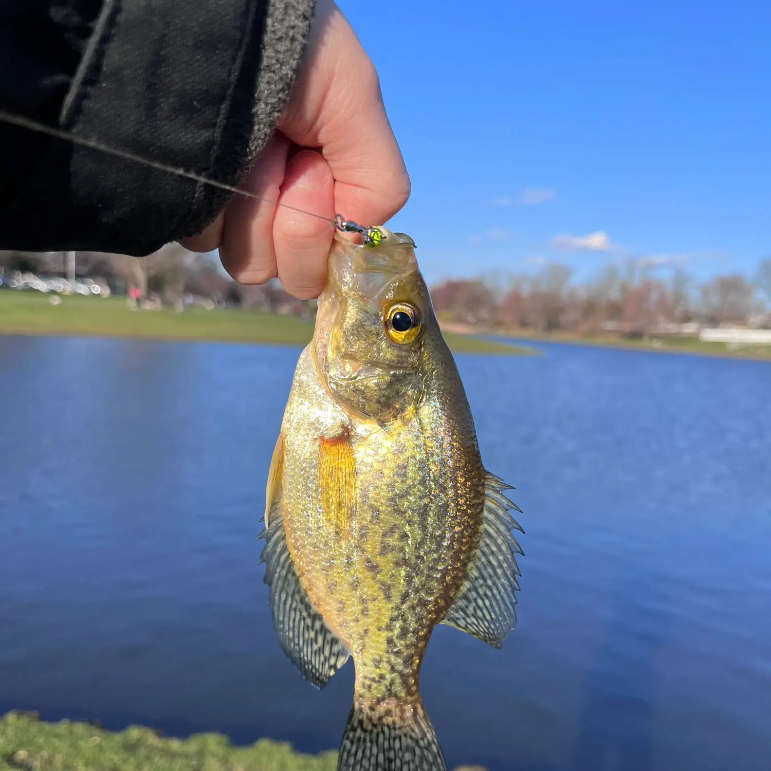 ᐅ Speedwell Lake fishing reports🎣• Morristown, NJ (United States) fishing