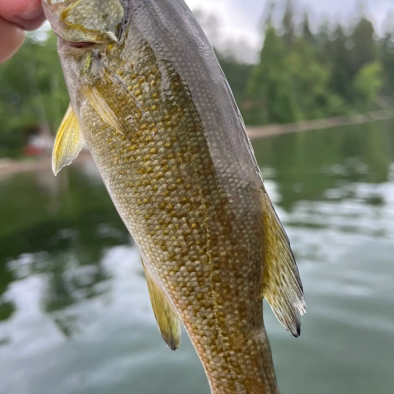 Fish Temagami Ep4 - Bass Spawn, Hot'N'Tot and Deeper Walleye 