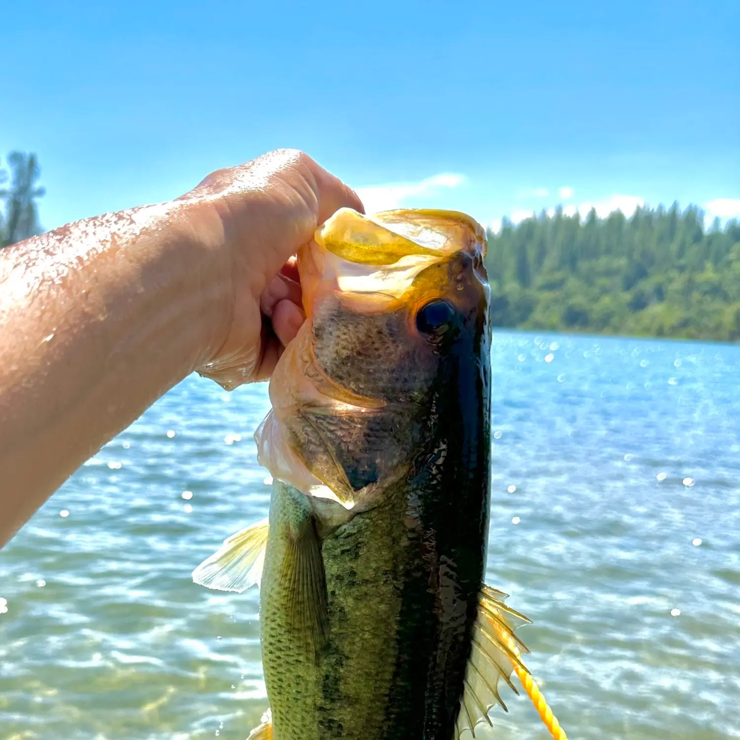 Flower City - Conesus Lake - 10/17 - Fishing Reports - Bass