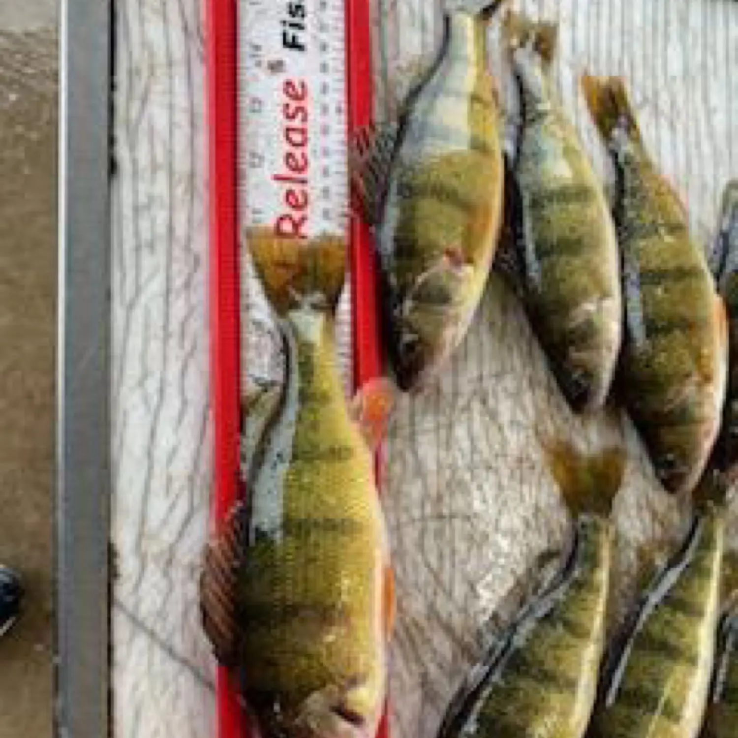 Big Stone Lake Fishing Reports Watertown Mn United States Fishing