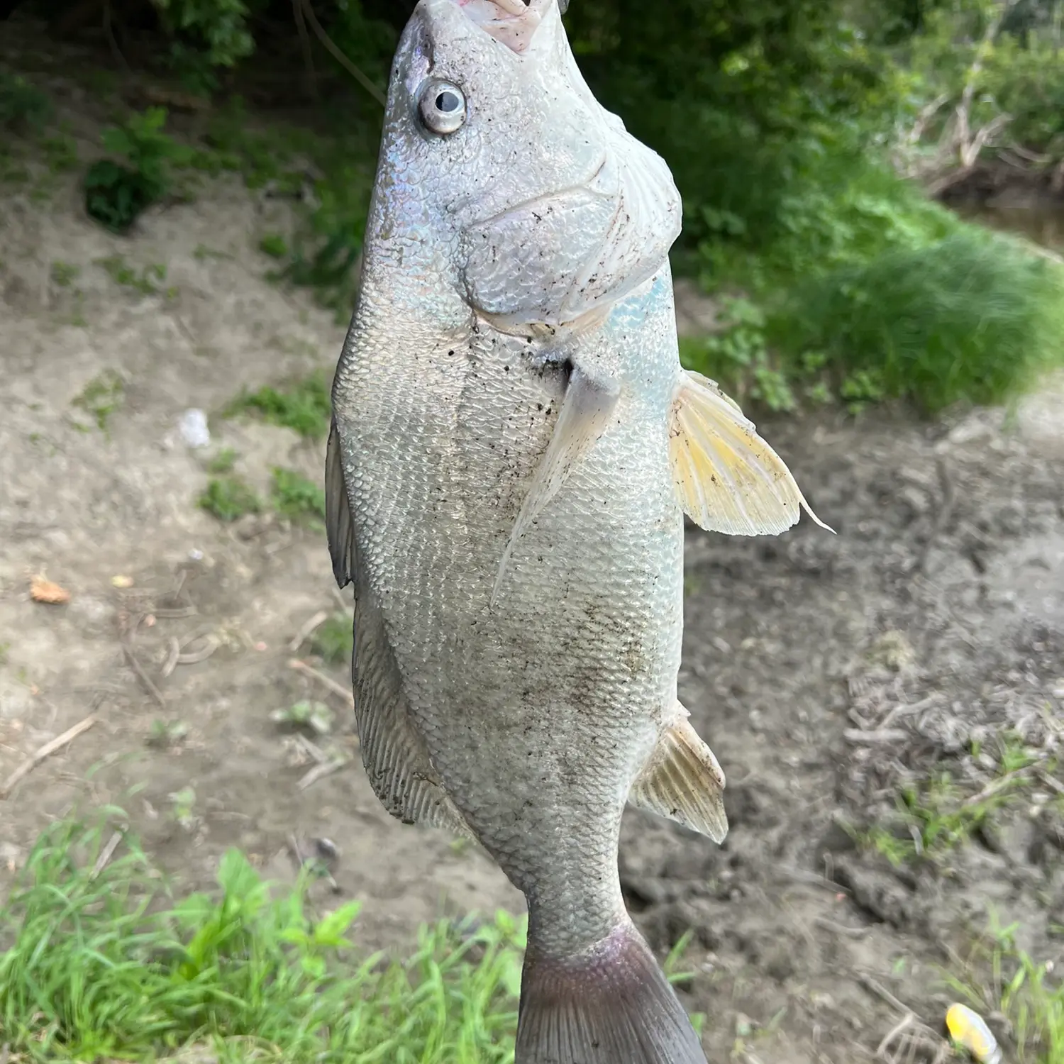 ᐅ Goose River fishing reports🎣• Grand Forks, ND (United States) fishing