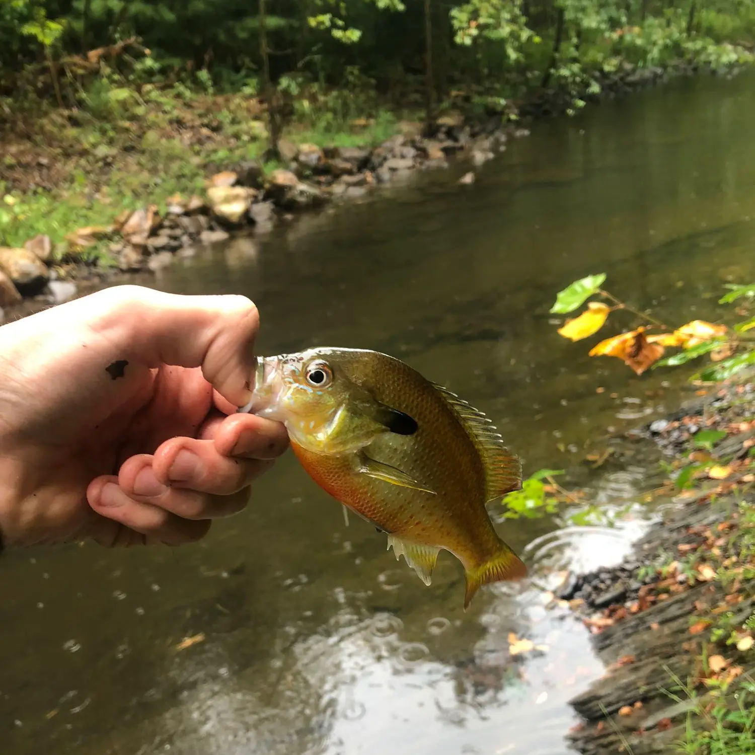 PAUTZKE'S Garlic Peach POWERBAIT Saved the Day!!!! Trout Fishing Wilson  Creek at Douthat State Park! 