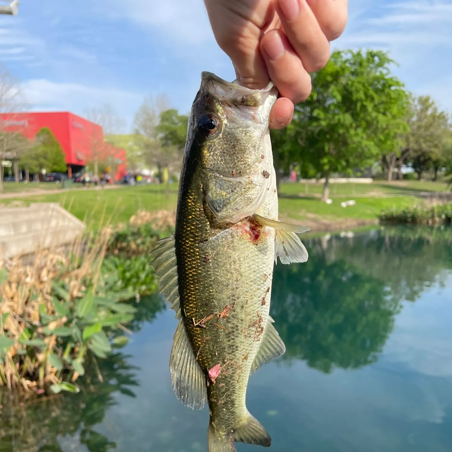 Mueller Lake Park  Bass Fishing Forum