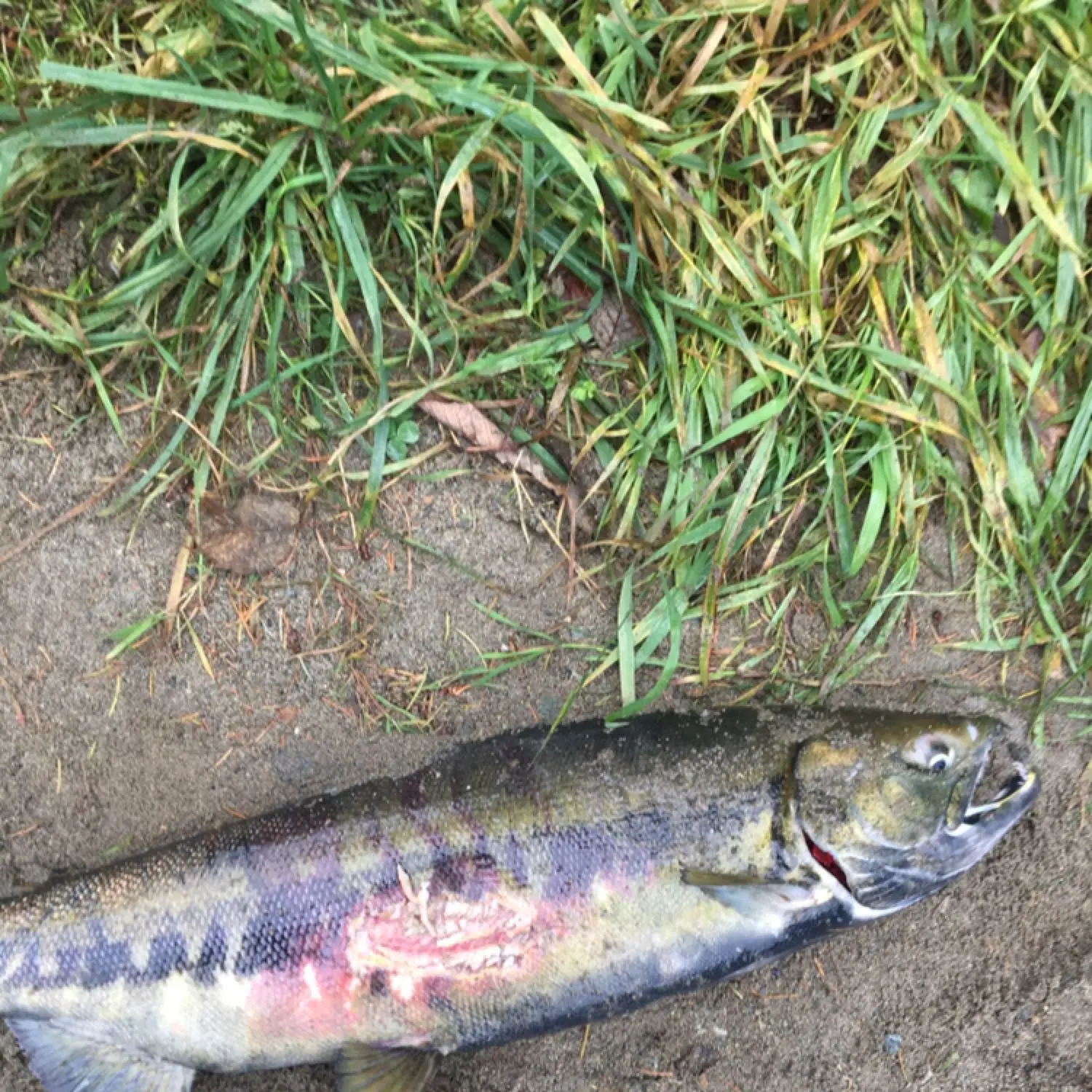 ᐅ French Creek fishing reports🎣• British Columbia, Canada fishing