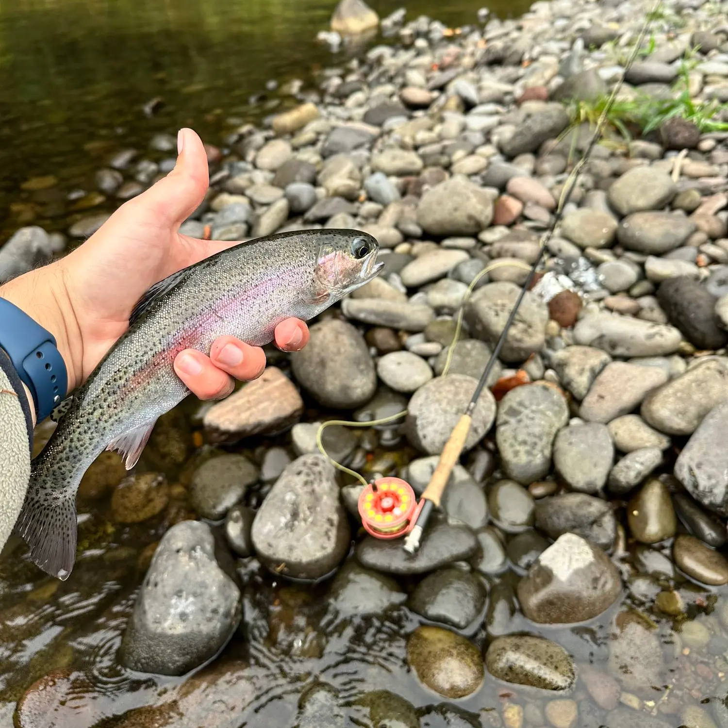 Middle Fork of the Willamette Winter Trout Fishing 2016