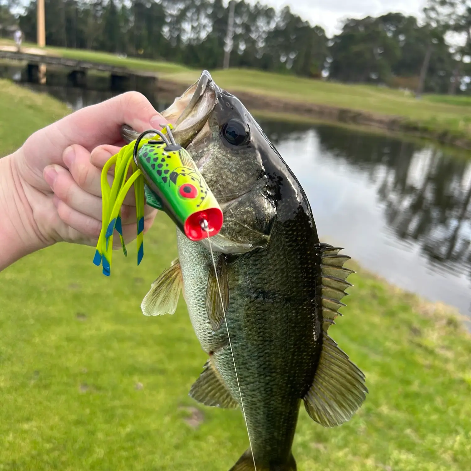 Bush Hooks for Catfish in Black Creek, Memorial Day Weekend, South Carolina  