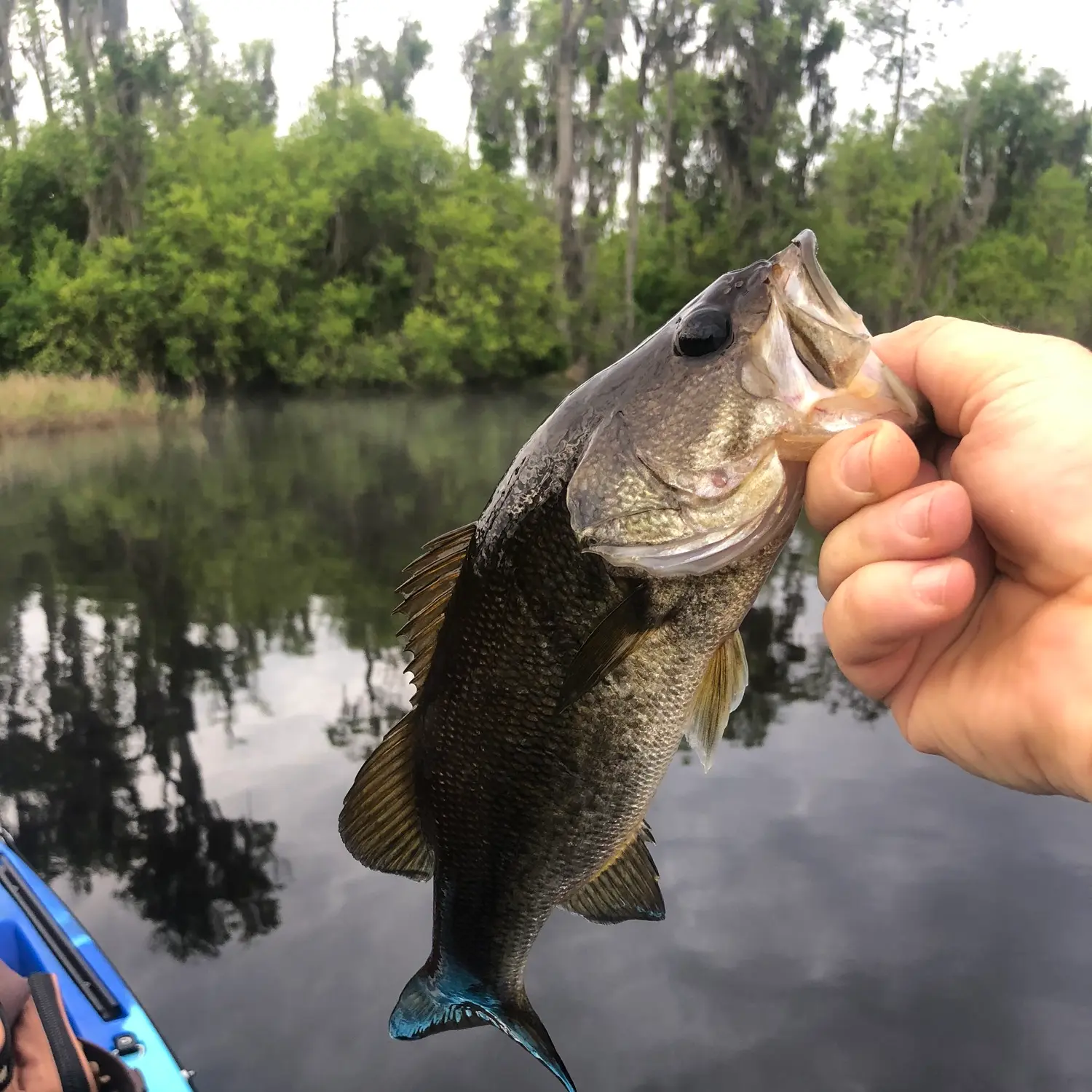 ᐅ Swift Creek Pond fishing reports🎣• Macclenny, FL (United States) fishing