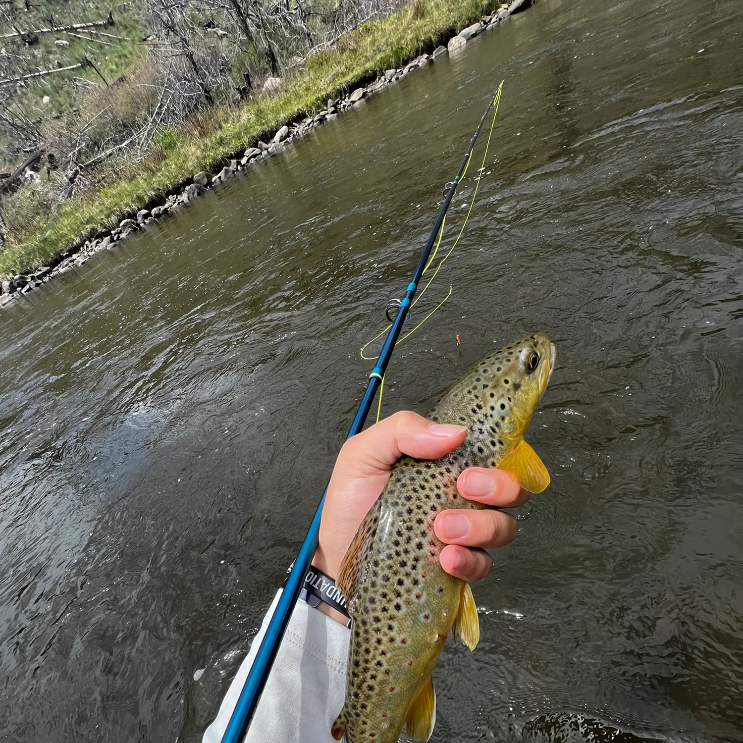 ᐅ Canyon Creek fishing reports🎣• Silverthorne, CO (United States) fishing