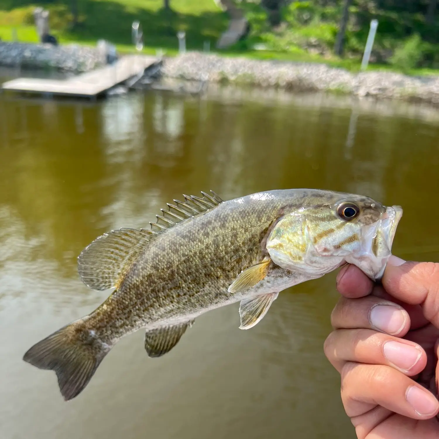 ᐅ Locke Lake fishing reports🎣• Monticello, MN (United States) fishing