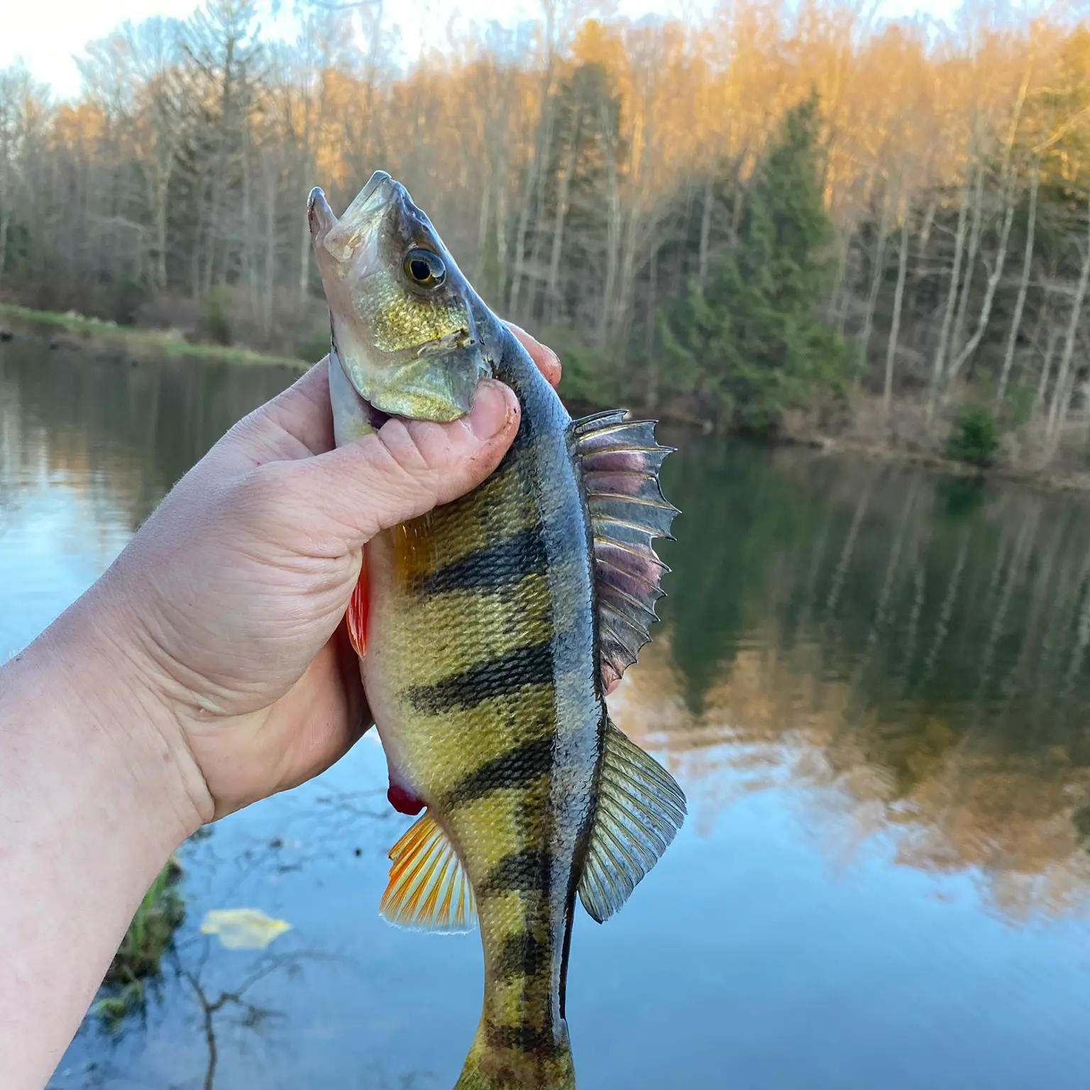 Fishing for Yellow perch near you