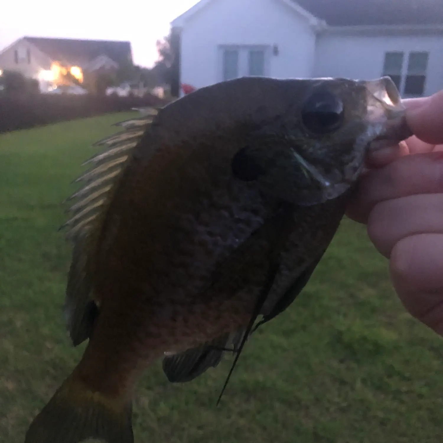 ᐅ Tilly Swamp fishing reports🎣• Red Hill, SC (United States) fishing