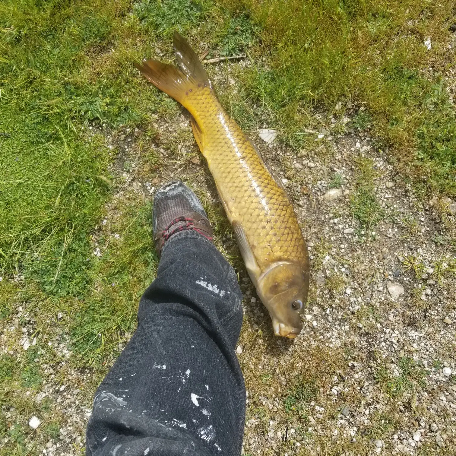 Lake San Antonio Fishing