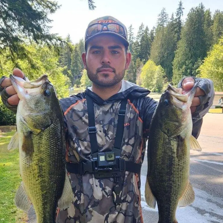 ᐅ Benson Lake fishing reports🎣• Shelton, WA (United States) fishing