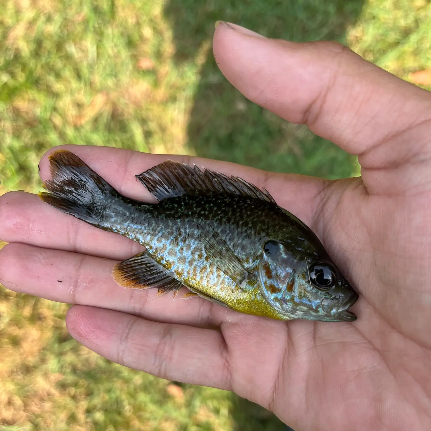 Fishing for Longear sunfish x Green sunfish near you