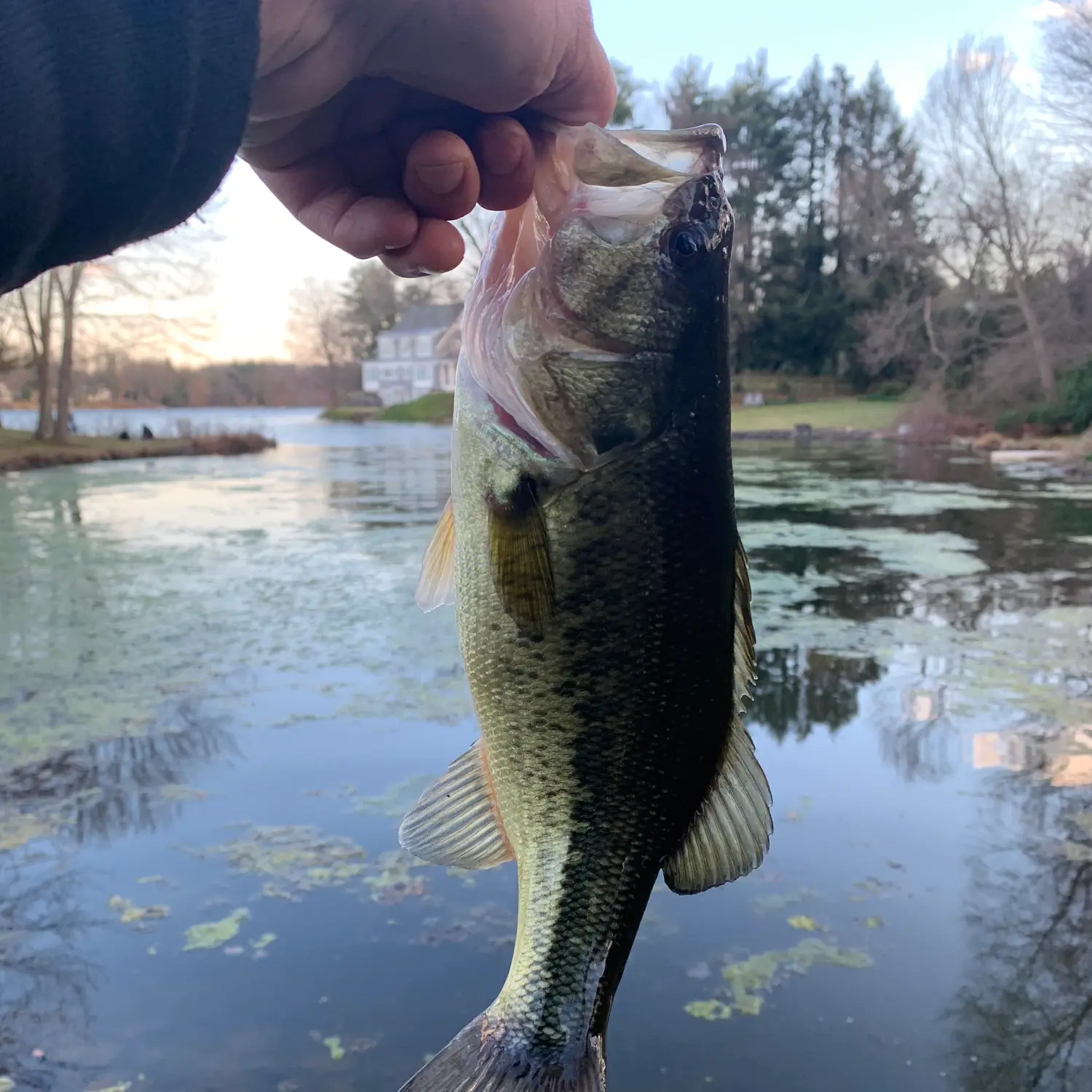 ᐅ Union Pond fishing reports🎣• Manchester, CT (United States) fishing