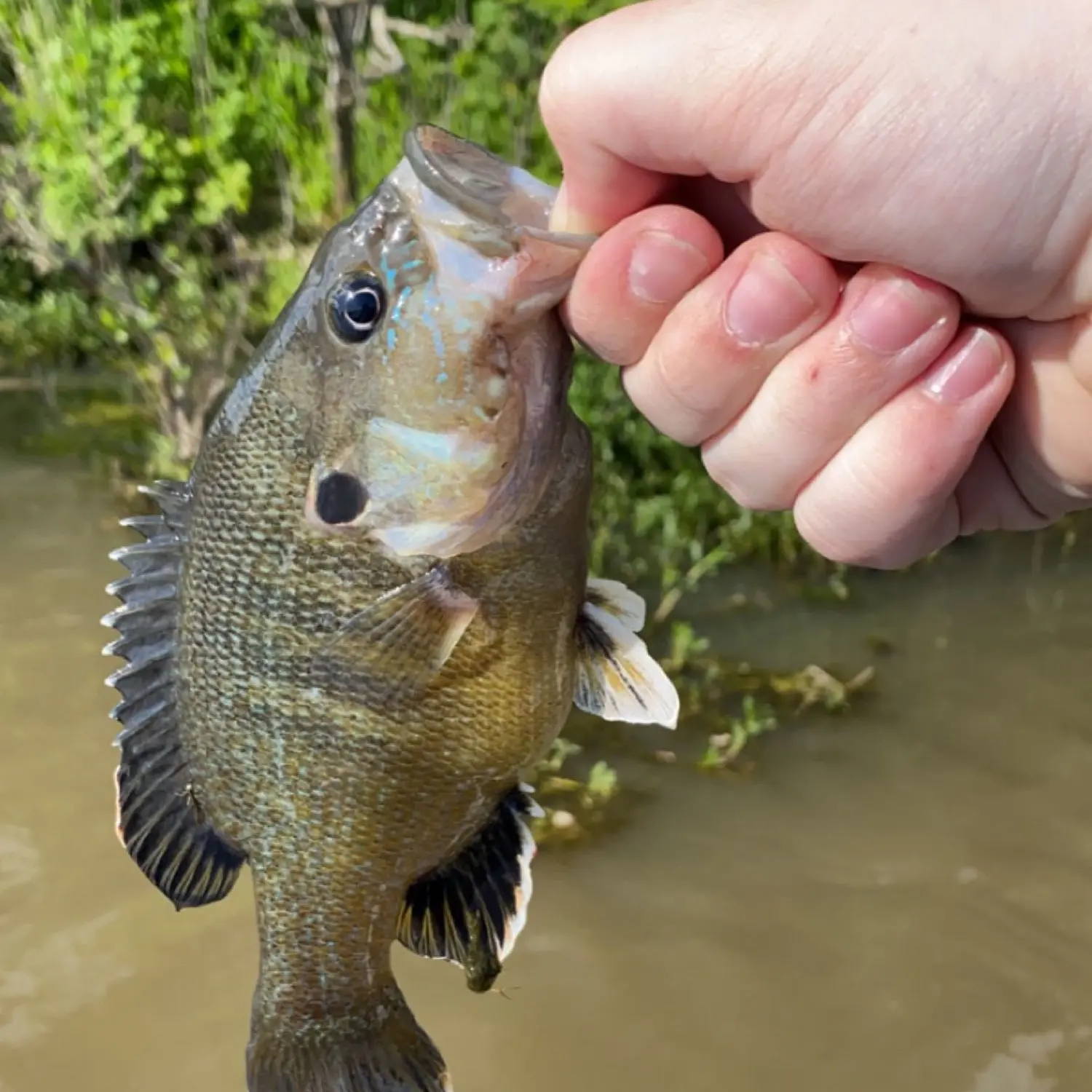 ᐅ Polk Daniels Lake fishing reports🎣• Winfield, KS (United States) fishing