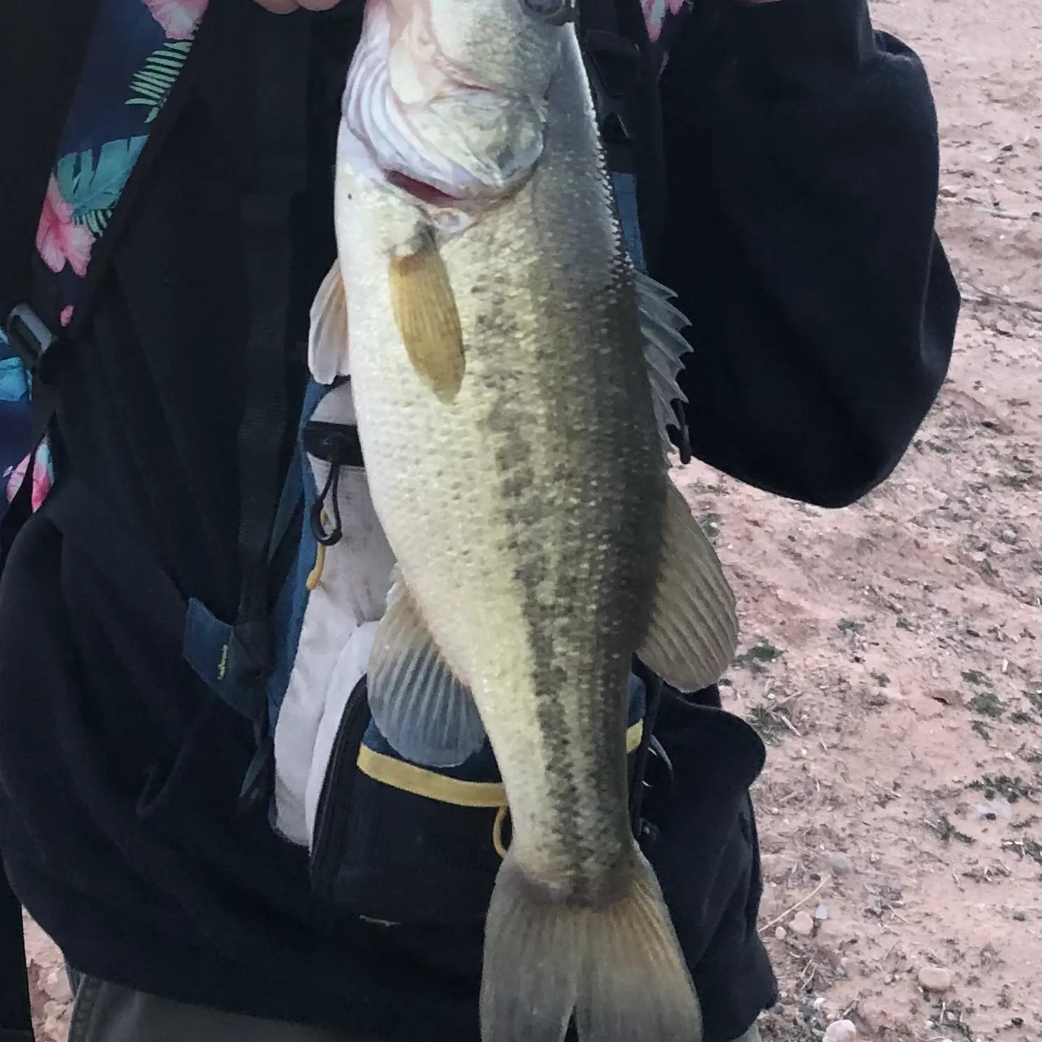 ᐅ Mesquite Ditch fishing reports🎣• Mesquite, NV (United States) fishing