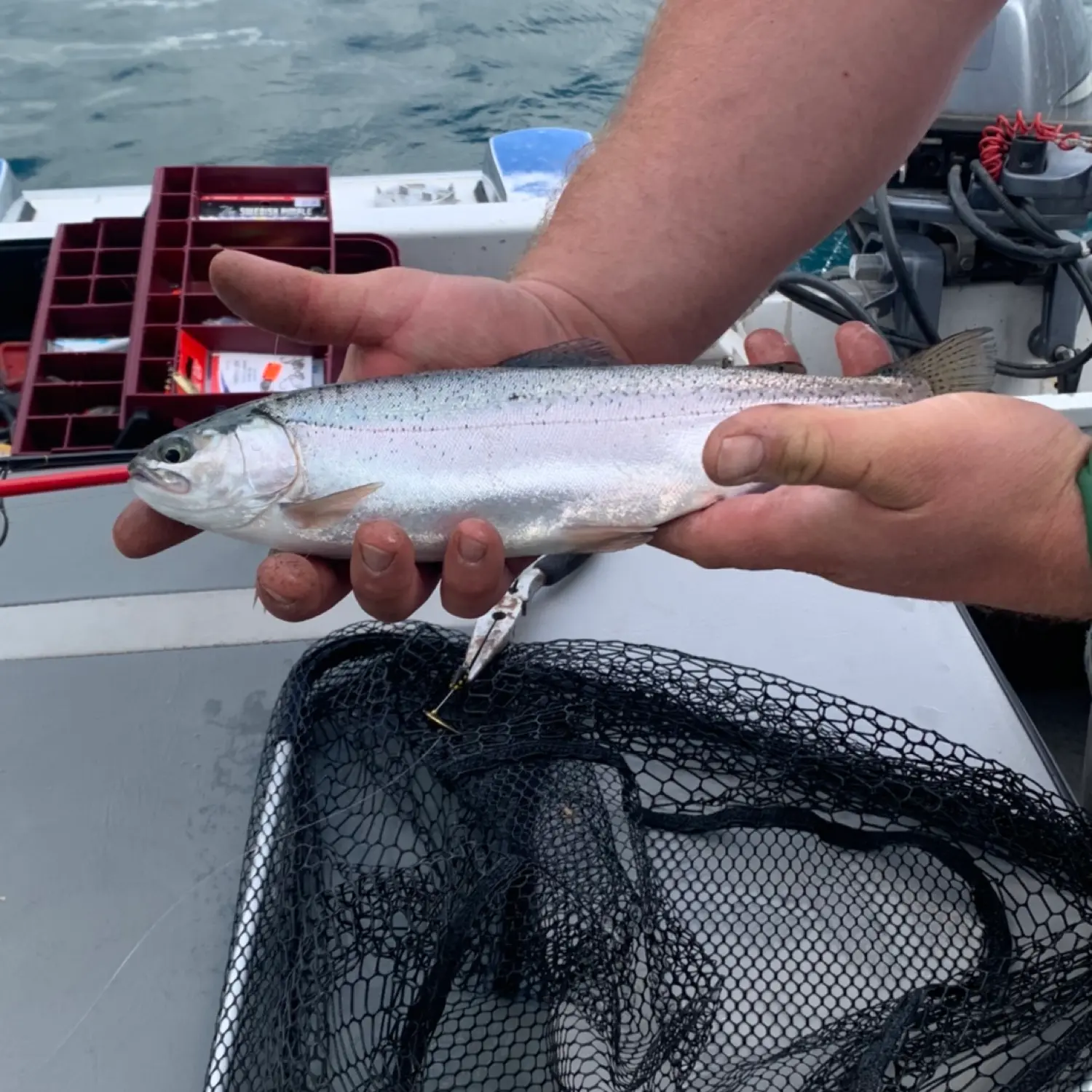 ᐅ Foy Lake fishing reports🎣• Kalispell, MT (United States) fishing