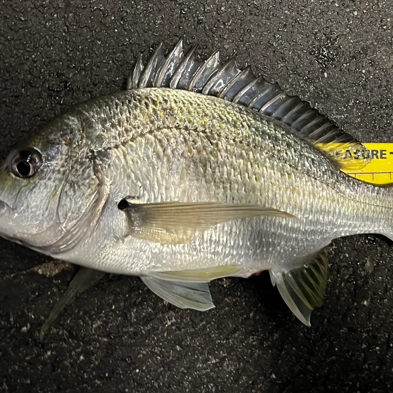 Fishing for Surf bream near you