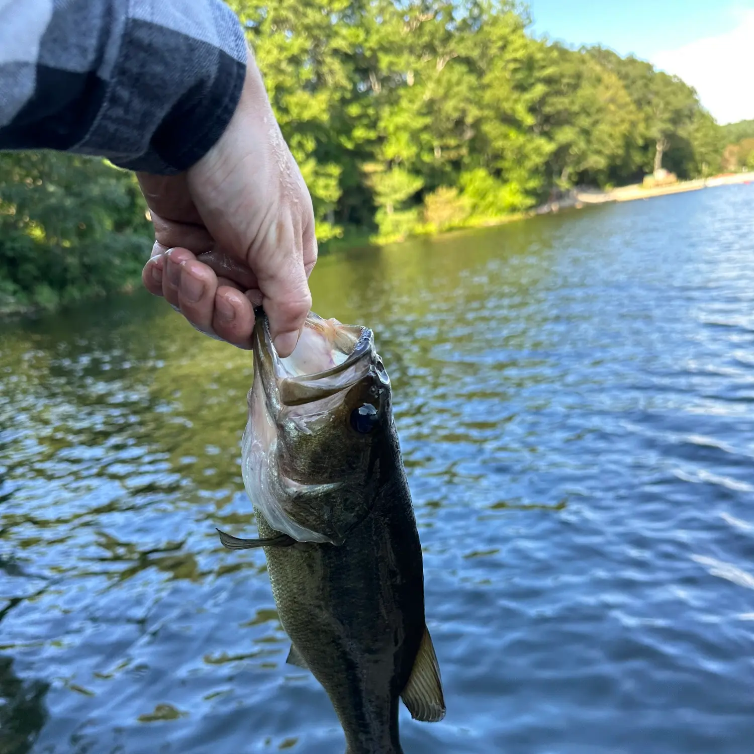 ᐅ Mohawk Pond fishing reports🎣• Torrington, CT (United States