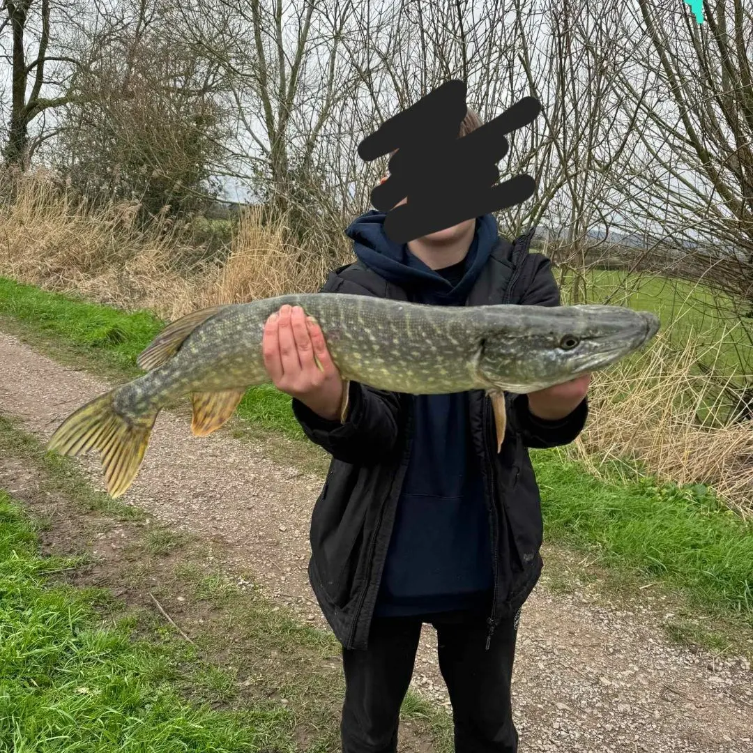 Gloucester canal for pike and perch. #fishing #fishinglife #LiveForThe