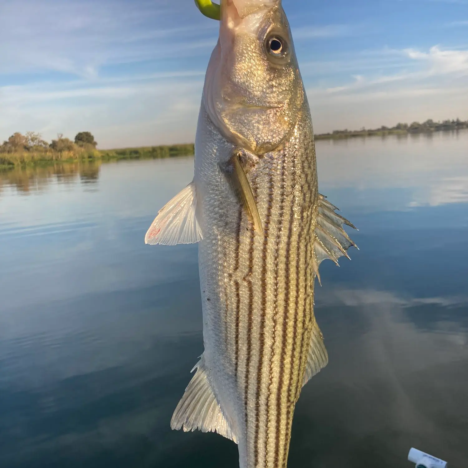 Creek Fishing (Oakley California) BIG BASS!!! 