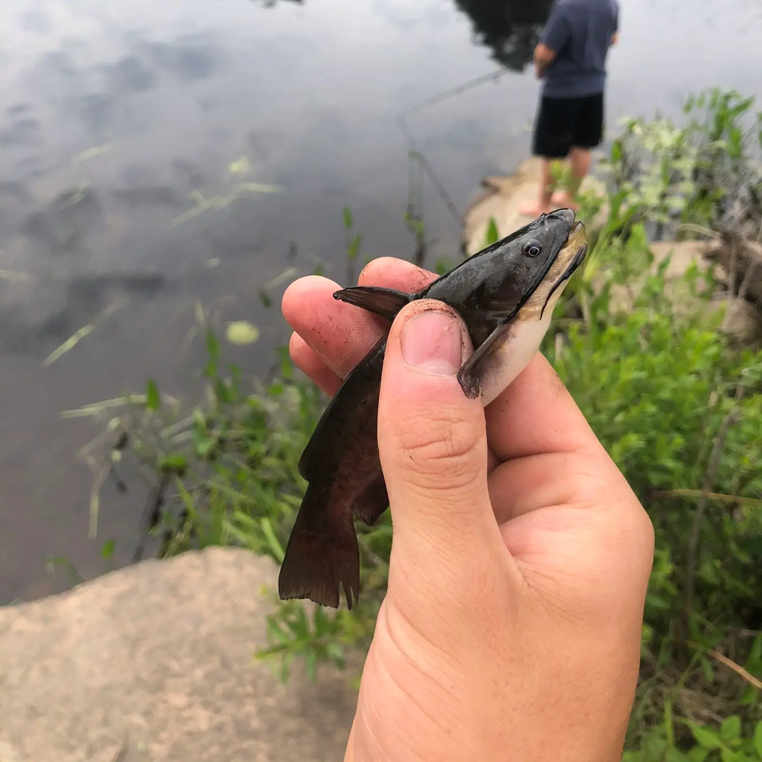 Fishing for Beaver-Pond Bass