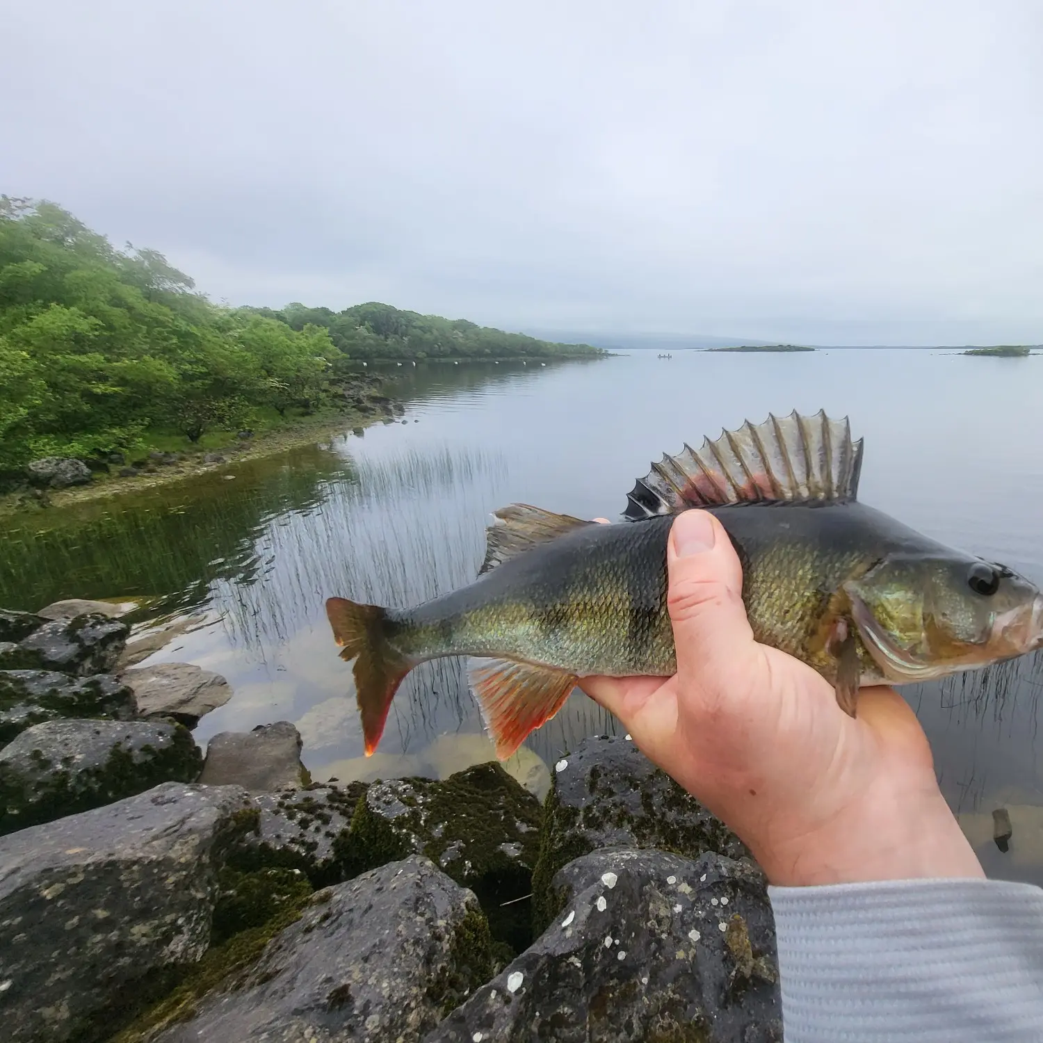 ᐅ Robe River fishing reports🎣• Connaught, Ireland fishing