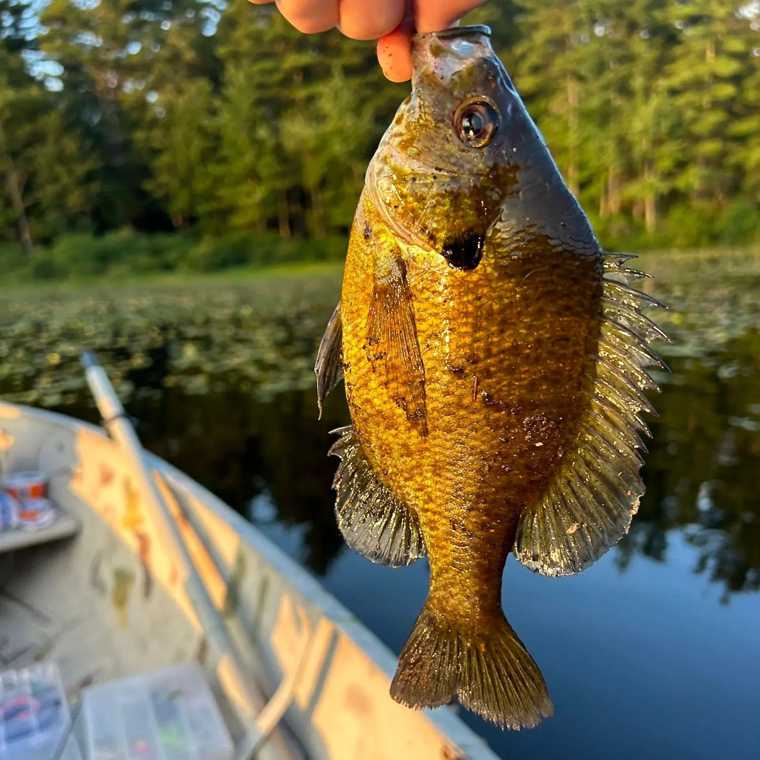 We have some absolute chonky boi Bluegill in our little backyard pond. WNY  : r/Fishing