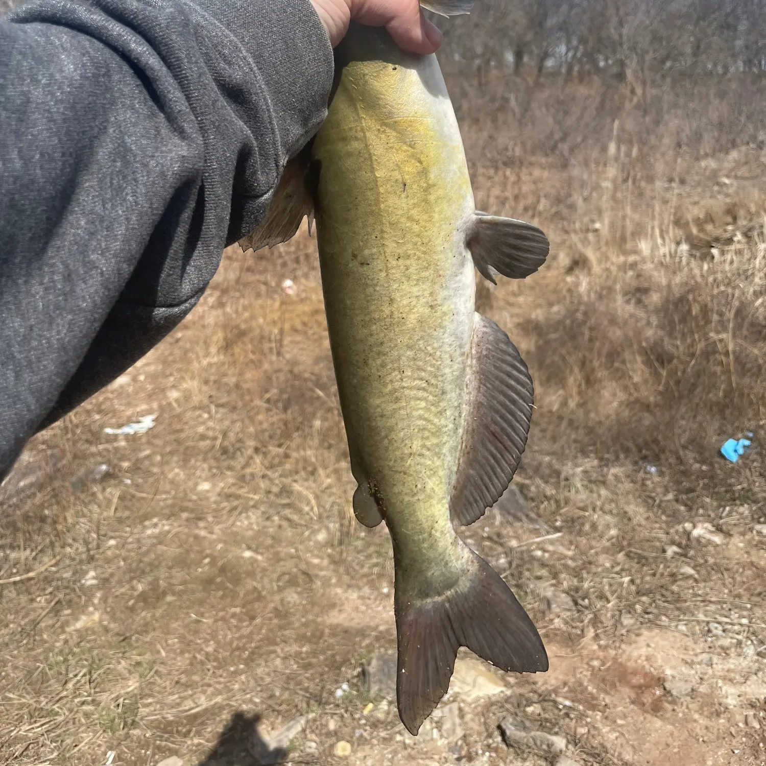 ᐅ Kanopolis Lake fishing reports🎣• Salina, KS (United States) fishing