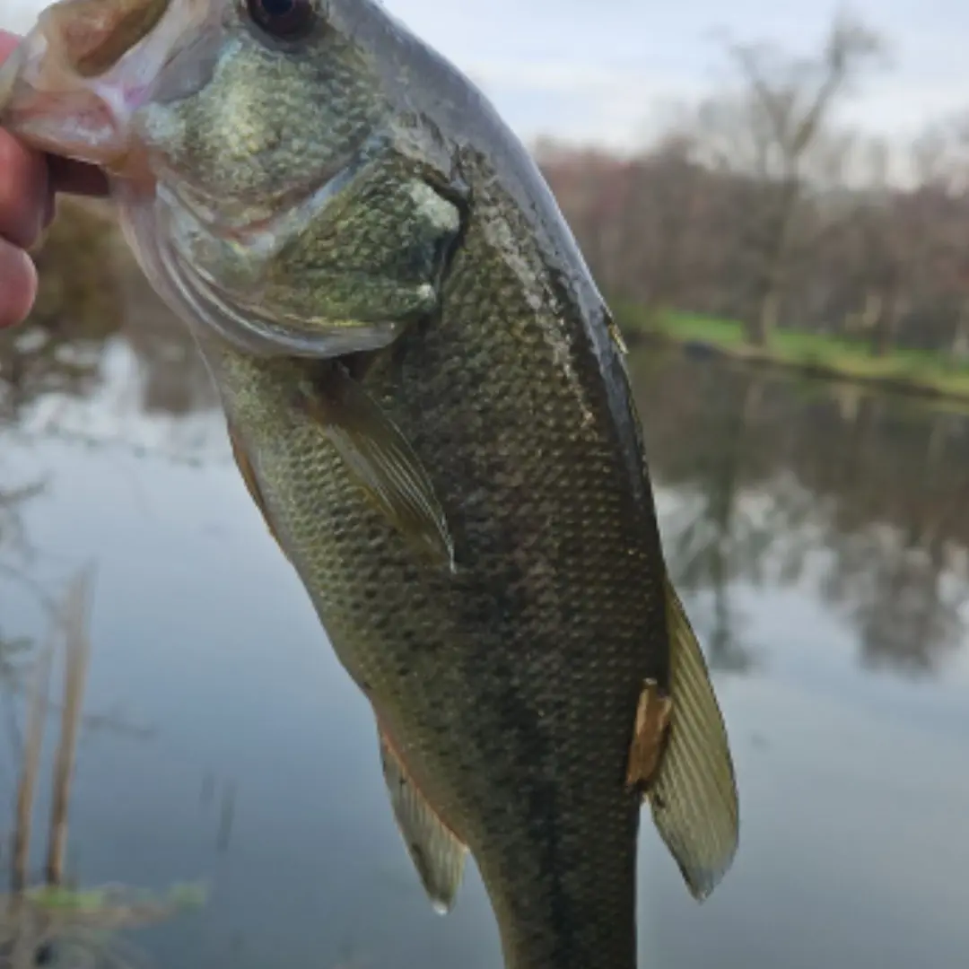 ᐅ Shackamaxon Lake fishing reports🎣• Scotch Plains, NJ (United States)  fishing