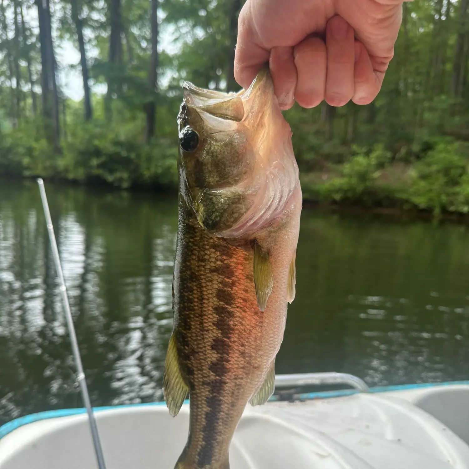 ᐅ Holiday Lake Upper fishing reports🎣• Sanford, NC (United States) fishing