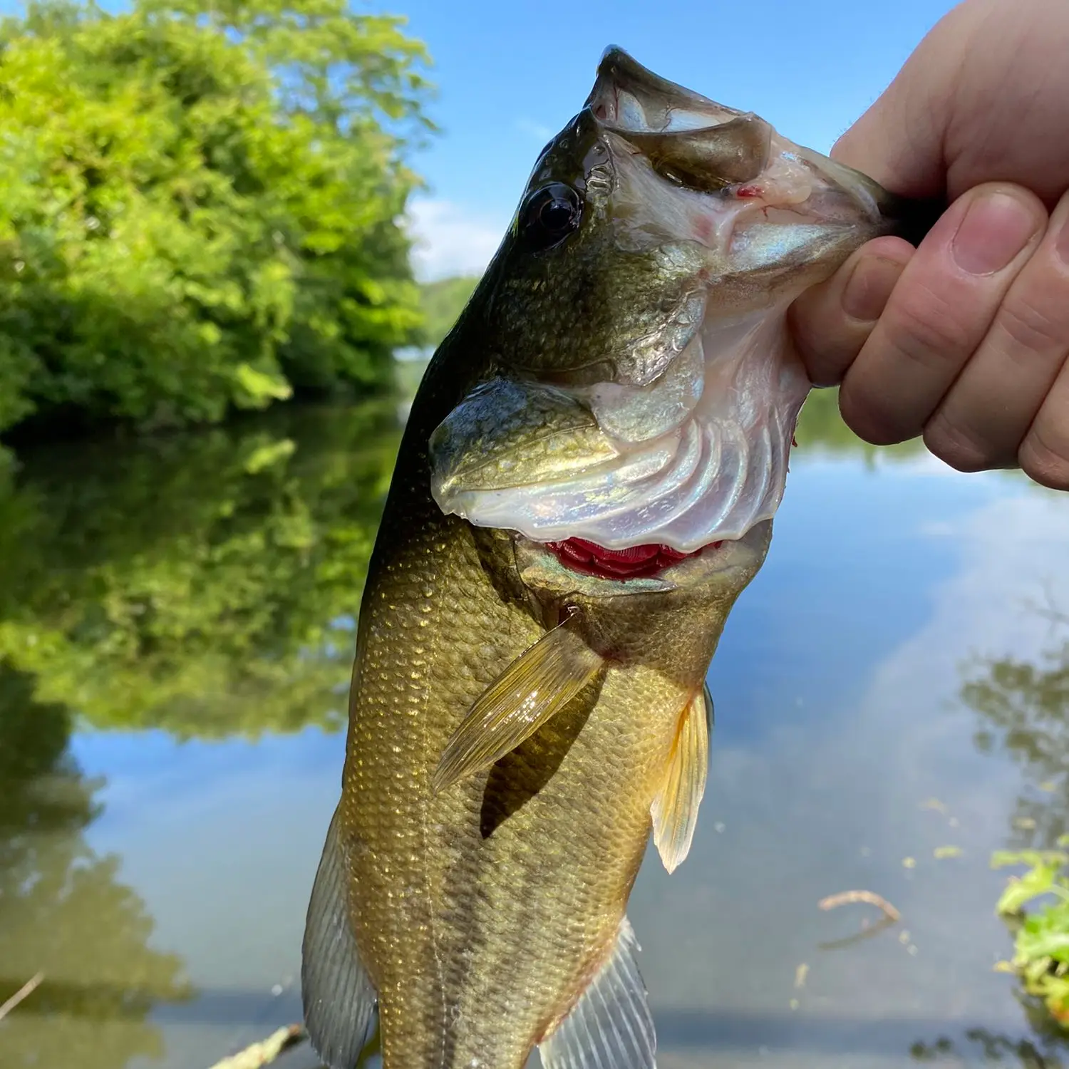 ᐅ Wedge Pond fishing reports🎣• Winchester, MA (United States) fishing