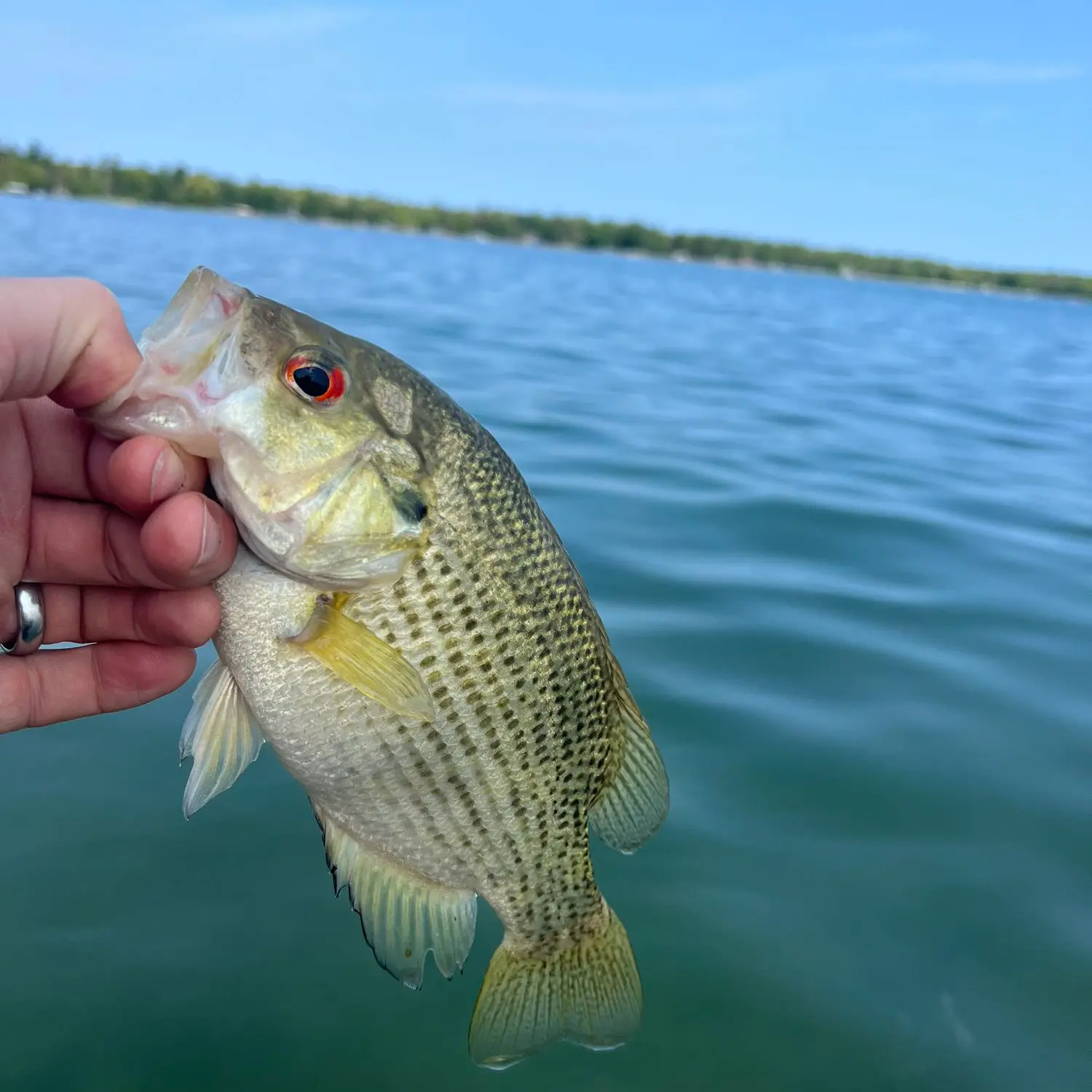 Little Platte Lake MI Fishing Reports, Maps & Hot Spots