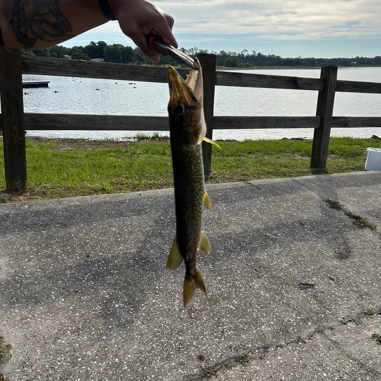 ᐅ Keystone Lake fishing reports🎣• Gainesville, FL (United States