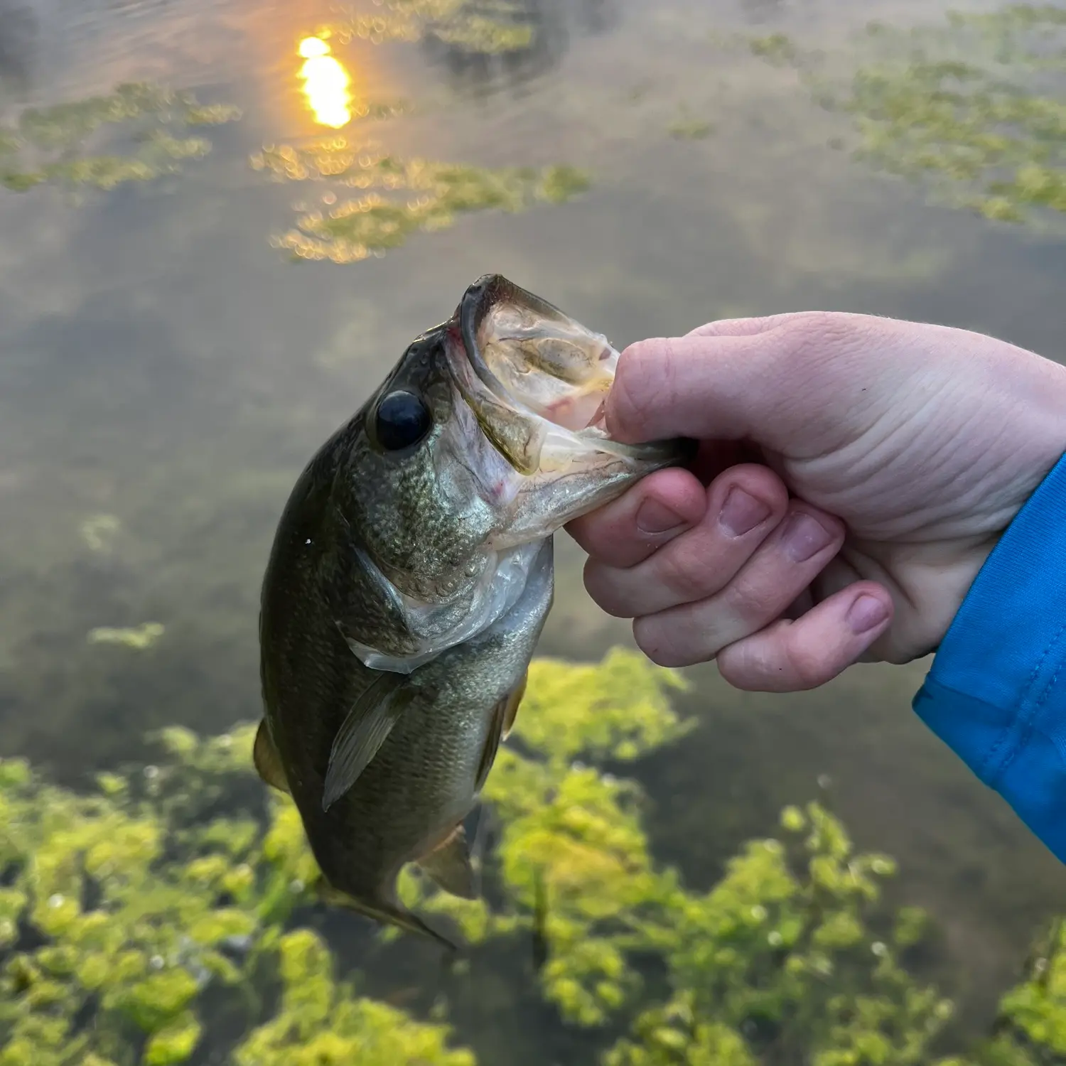 Trout and Carp Fishing - Little Horseshoe Lake