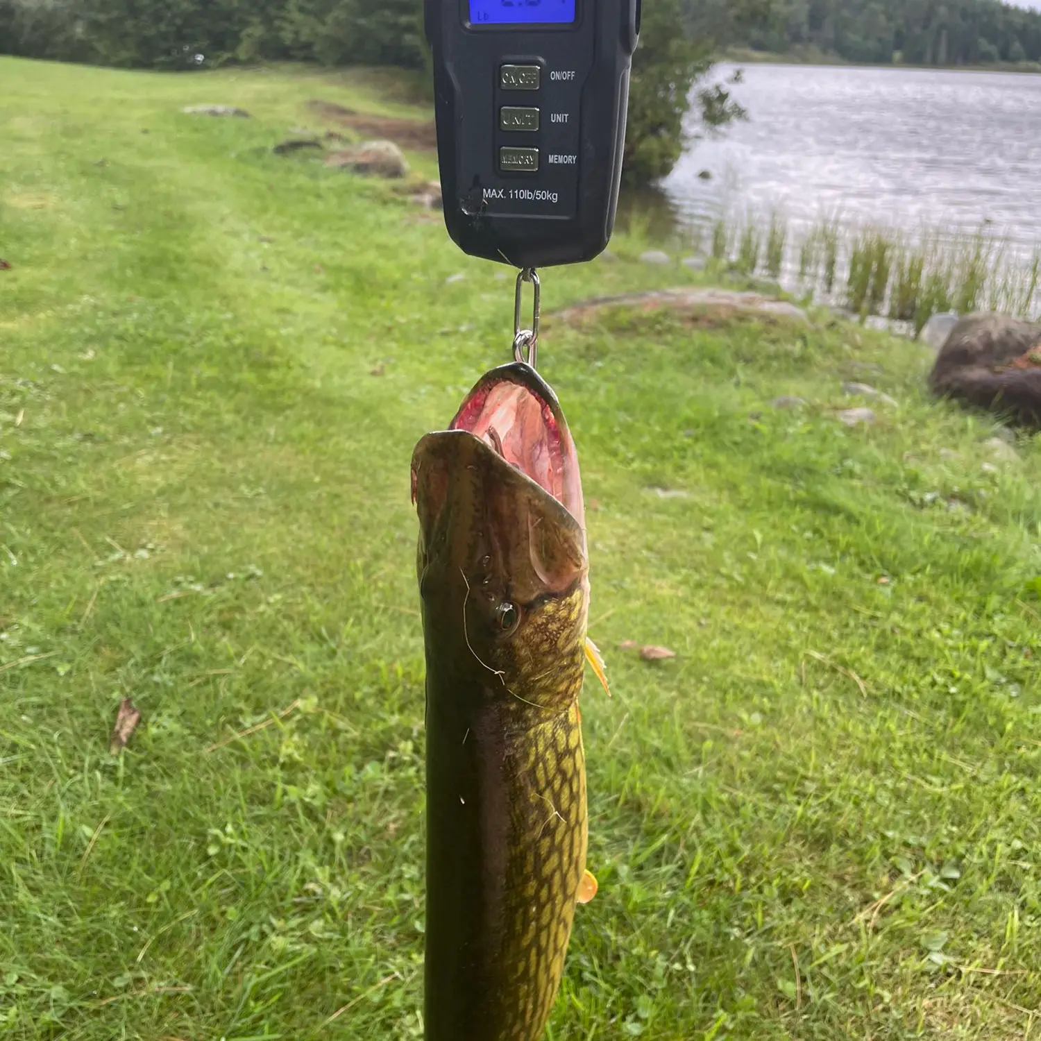 ᐅ West Hill Pond fishing reports🎣• Barre, VT (United States) fishing