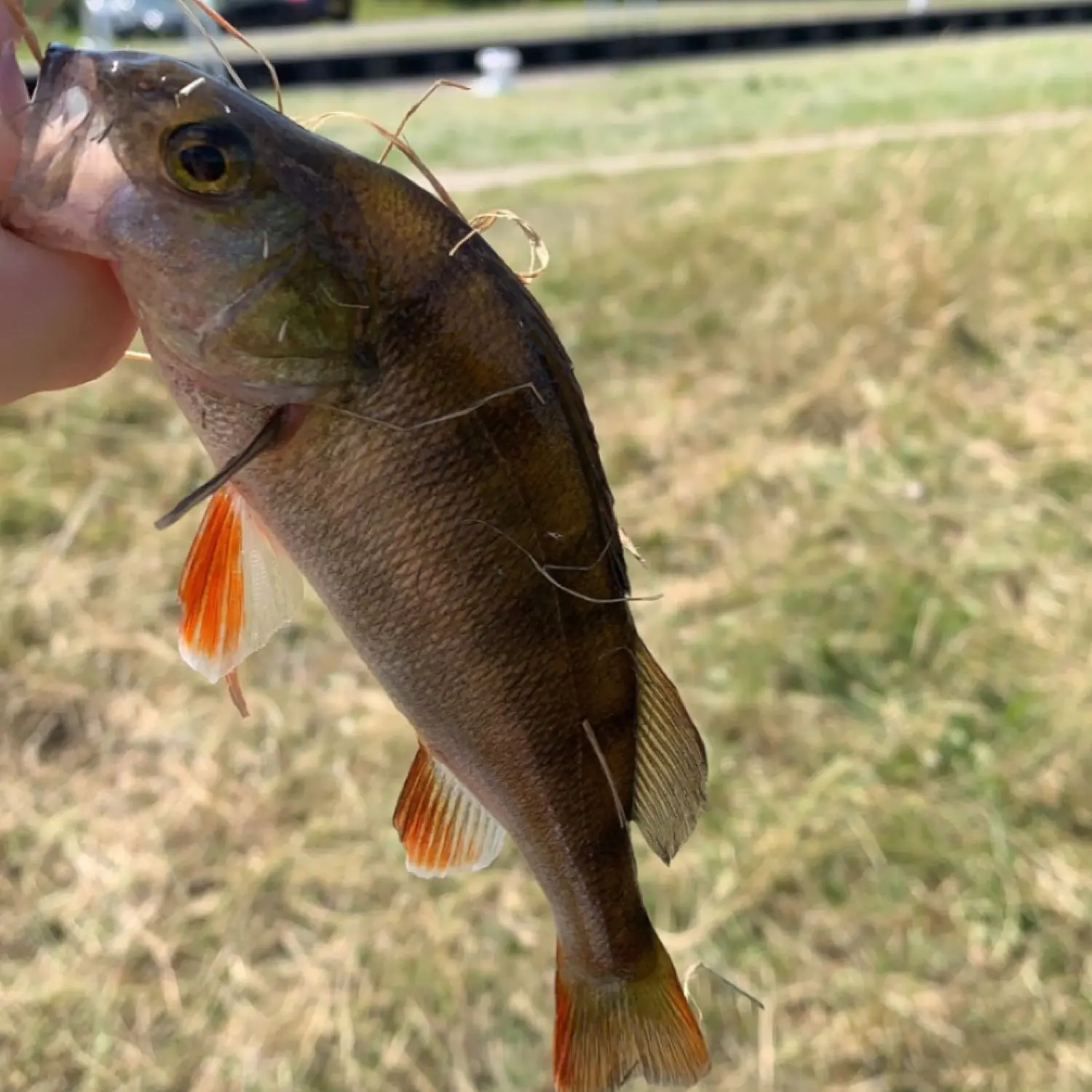 ᐅ Lowther Lake fishing reports🎣