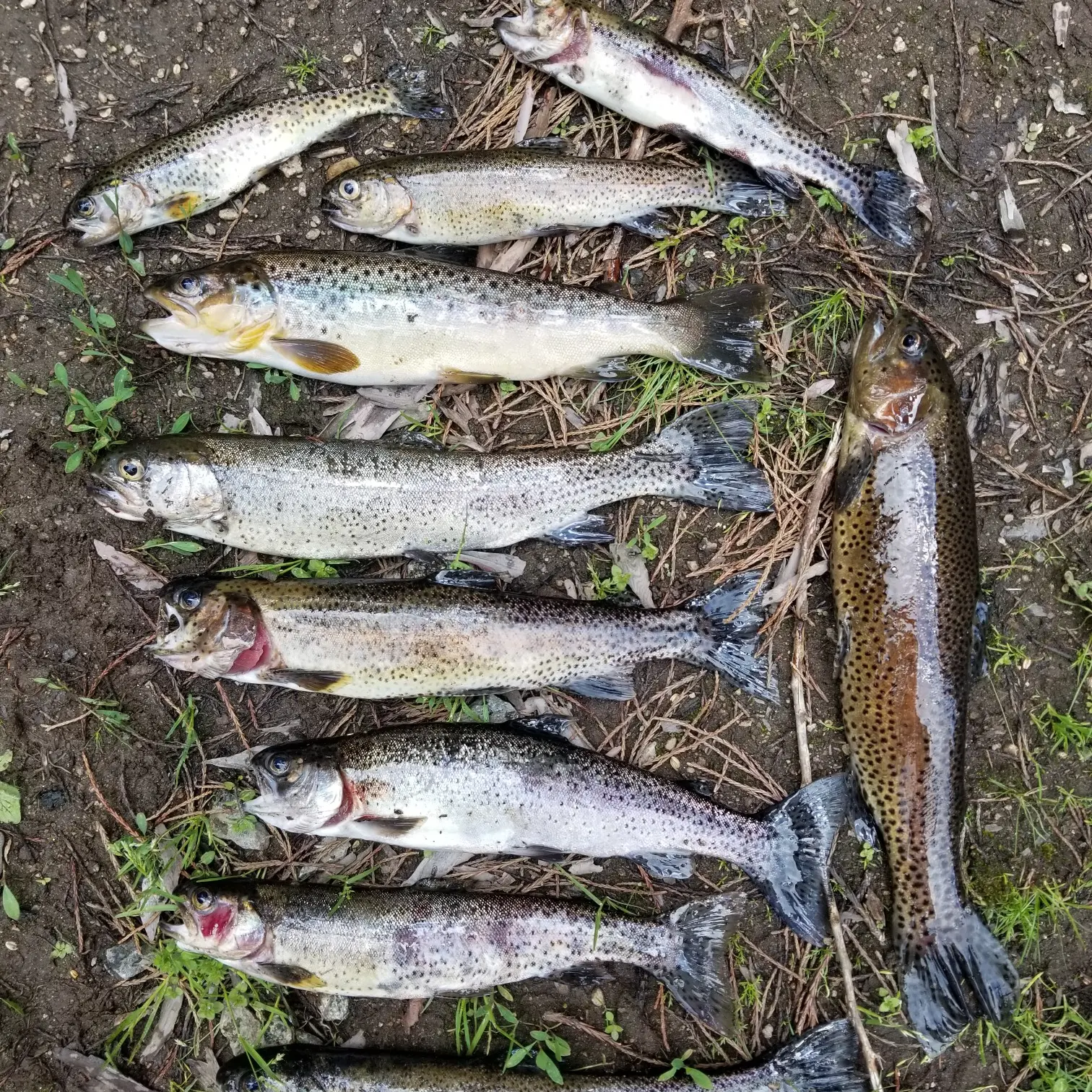 Hedrick Pond Trout Fishing 