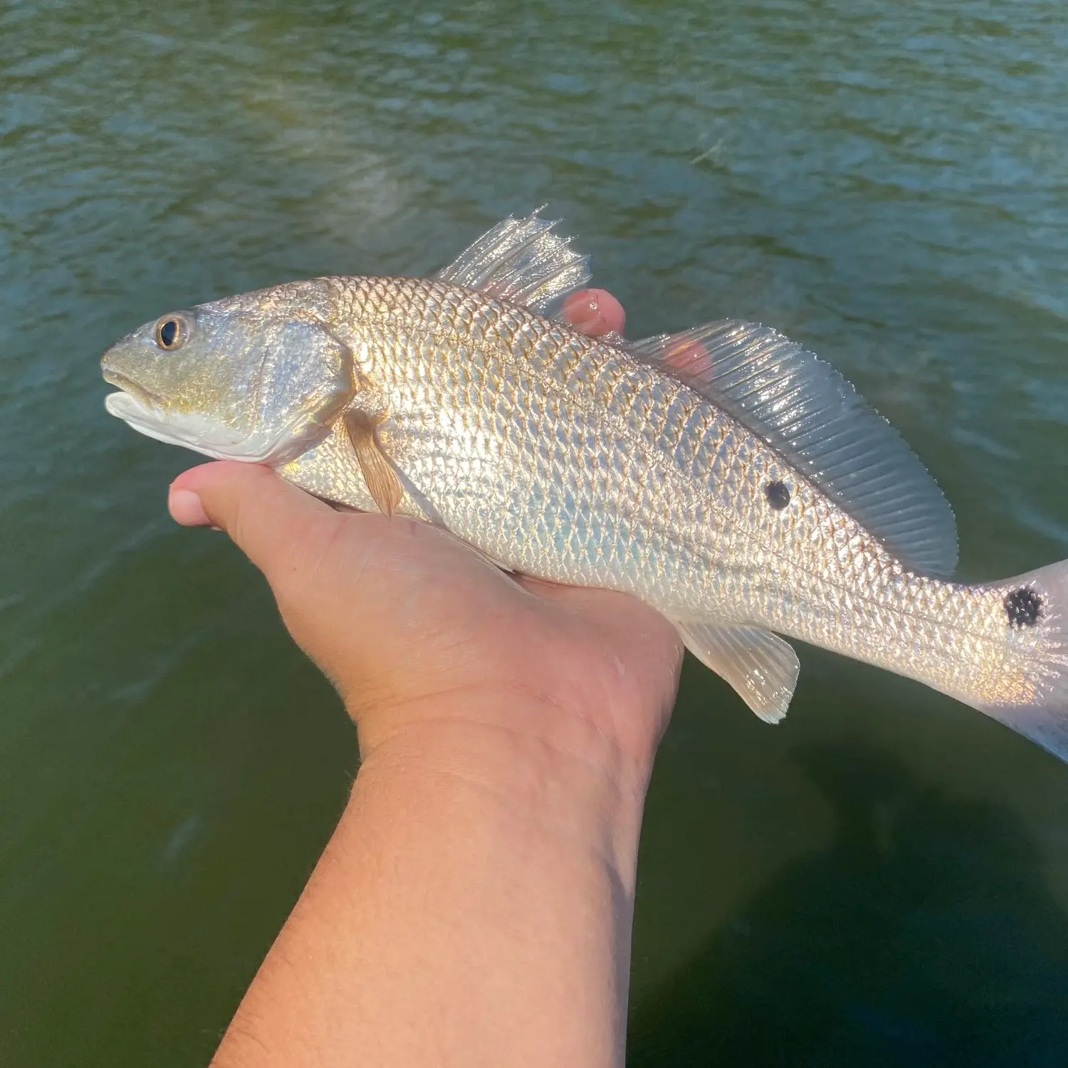 ᐅ Magnolia River fishing reports🎣• Foley, AL (United States) fishing