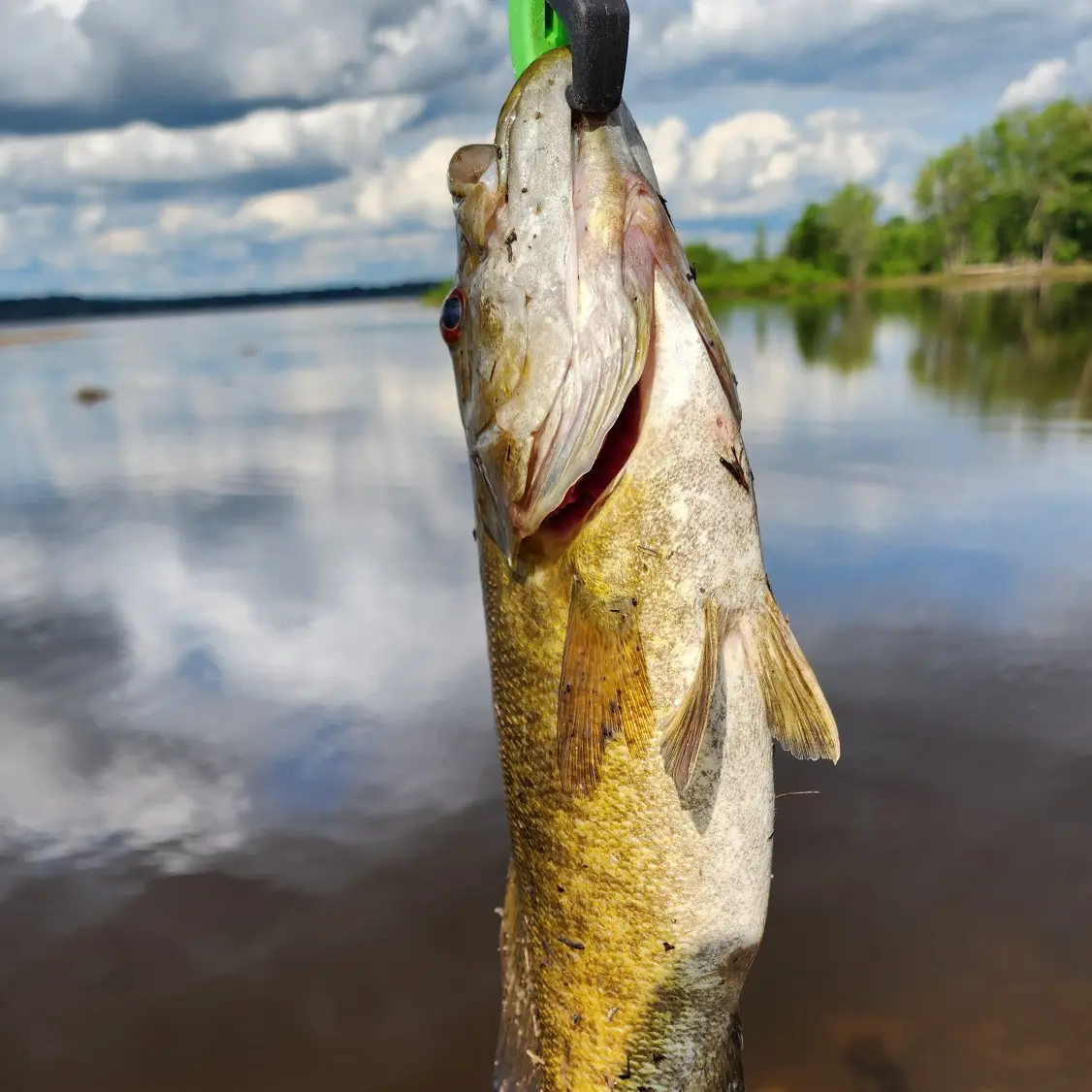 ᐅ Muskrat River fishing reports🎣• Ontario, Canada fishing