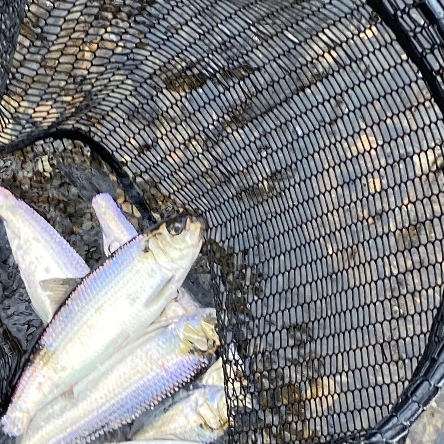 ᐅ Smelt Brook fishing reports🎣• Nova Scotia, Canada fishing