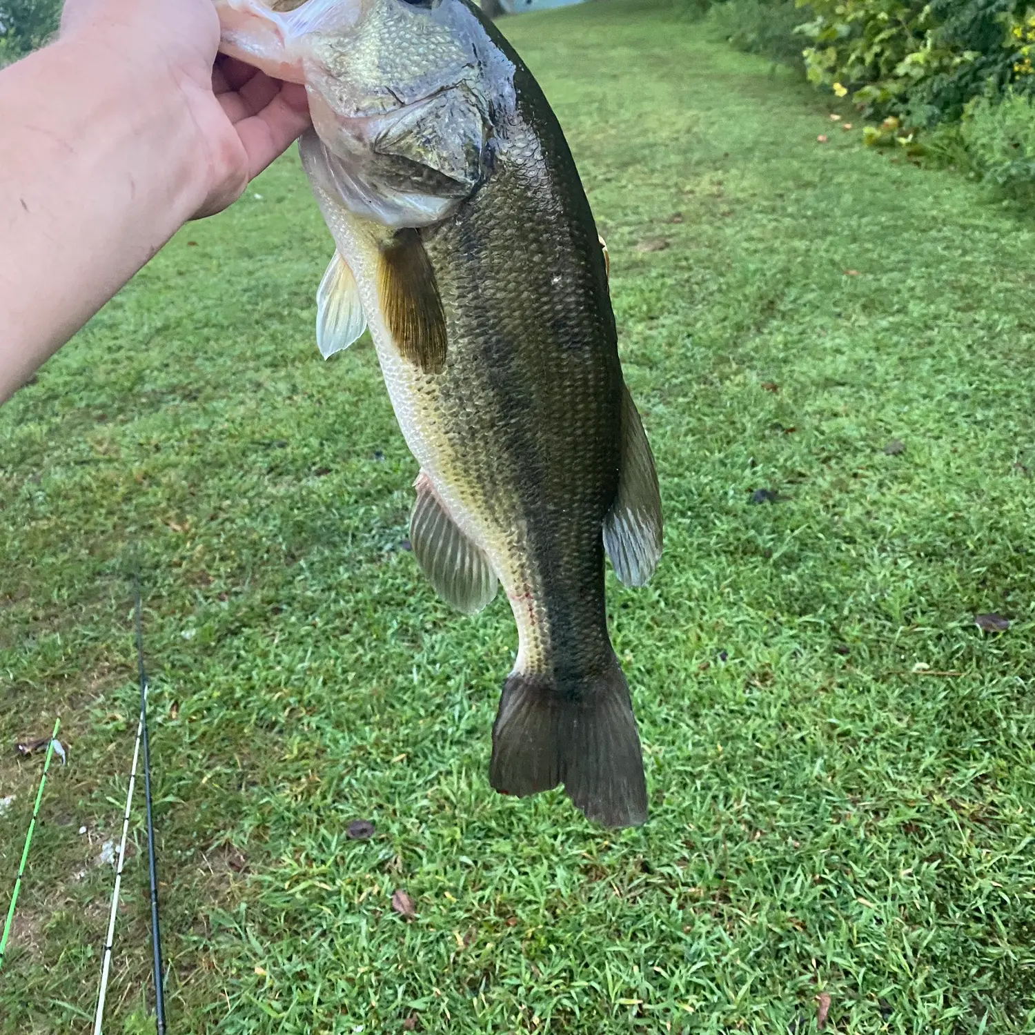 Sullivan Lake Fishing Report for Largemouth Bass(Oct 16, 2023