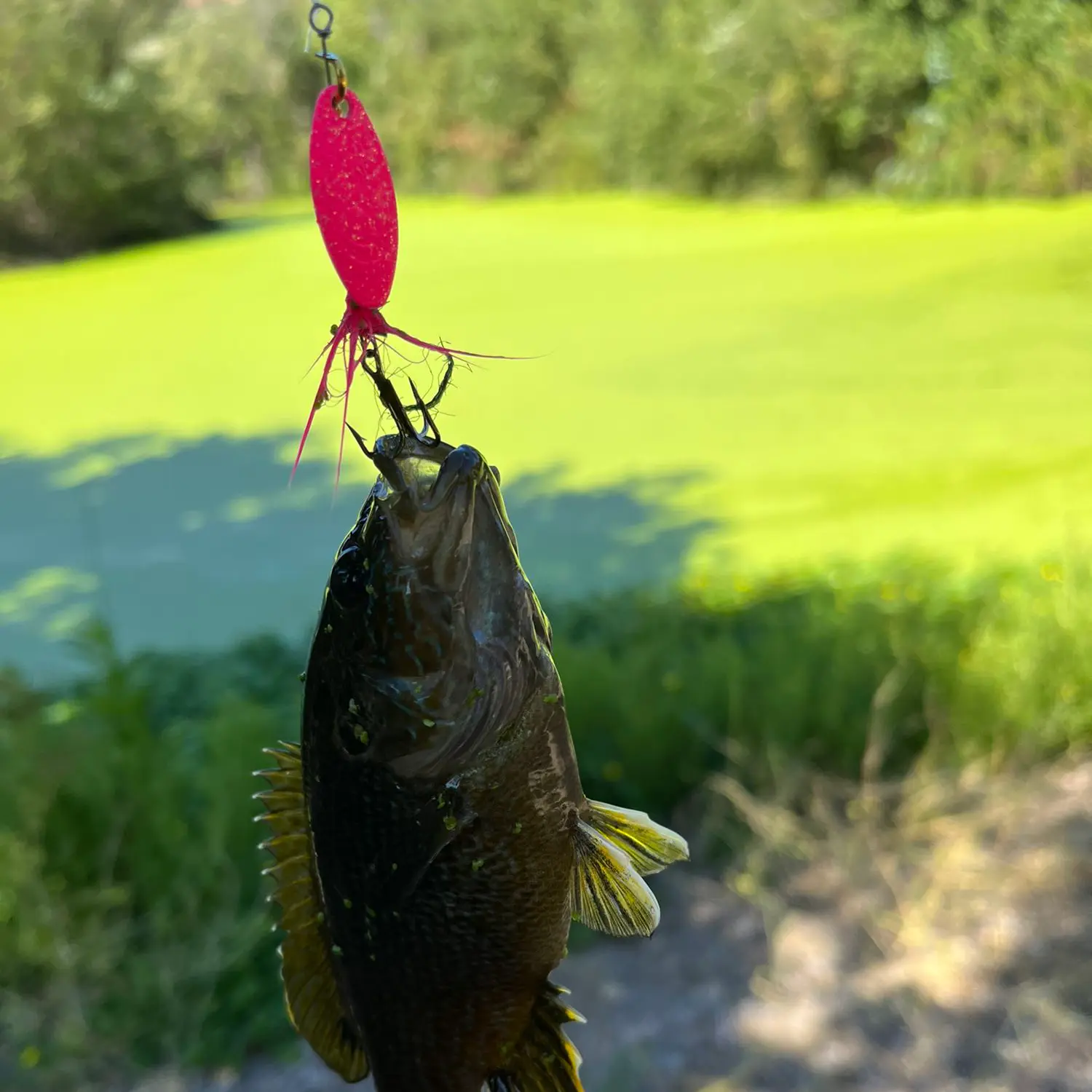 ᐅ North Fork Arroyo Conejo fishing reports🎣• Thousand Oaks, CA