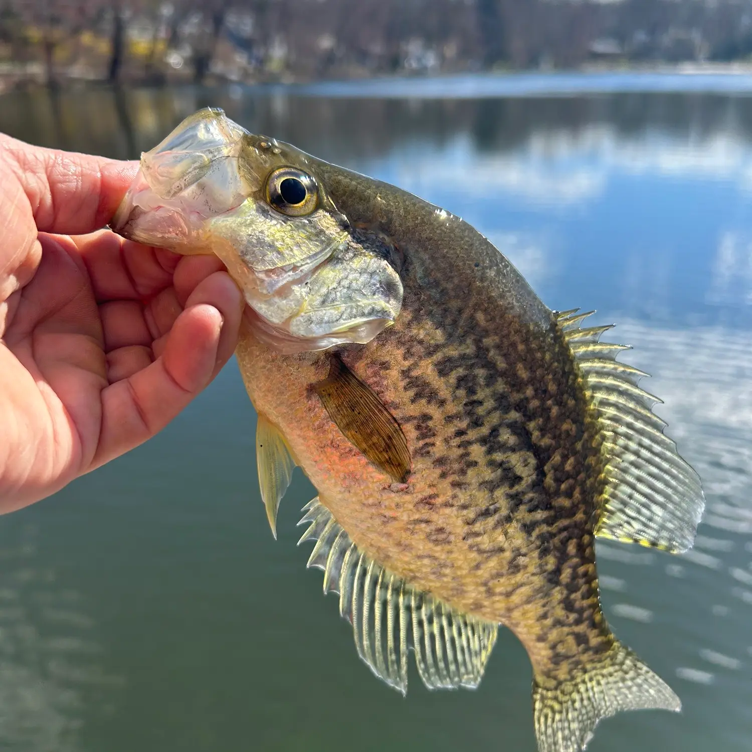 ᐅ Lake Rogerene fishing reports🎣• Roxbury, NJ (United States) fishing