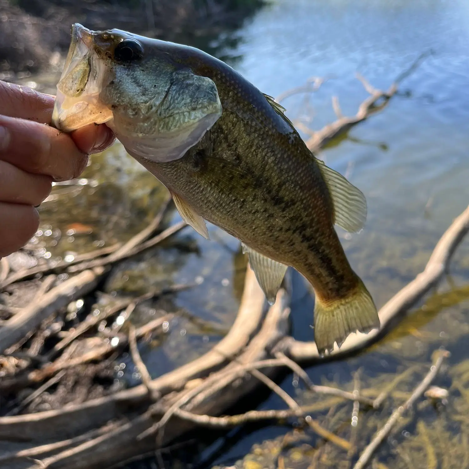 Ohop Lake Fishing Report for Largemouth Bass(Jun 11, 2023)